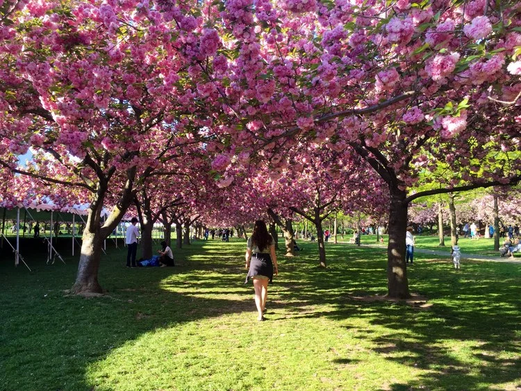 spring in bloom, brooklyn