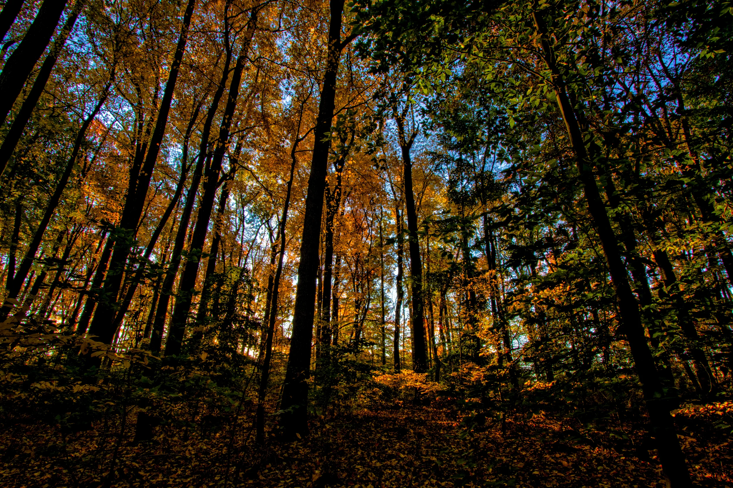 Finally Autumn