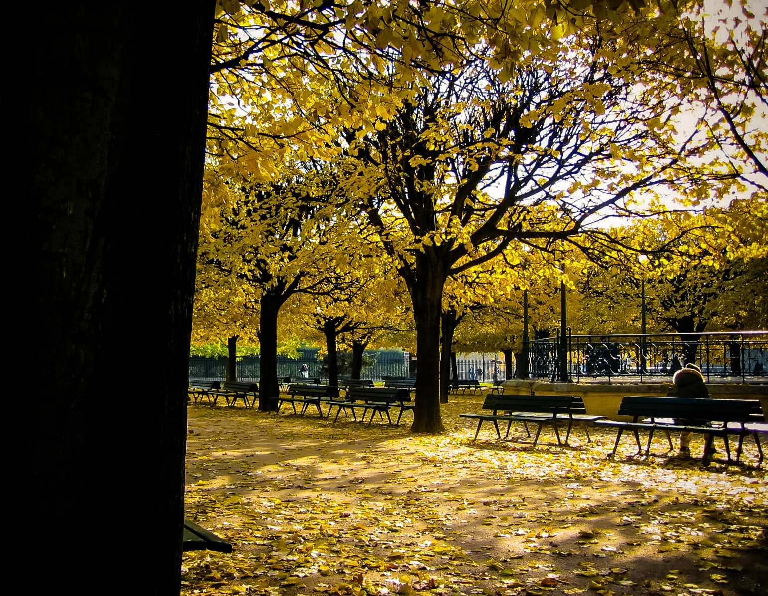 Ile de la Cité
