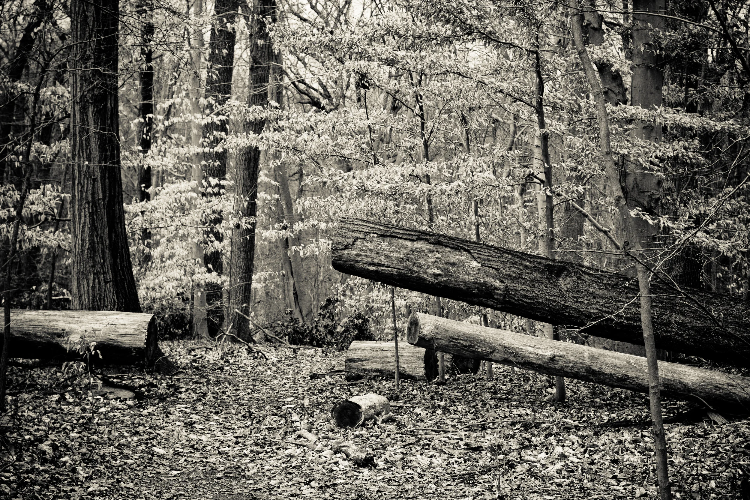 Early Winter