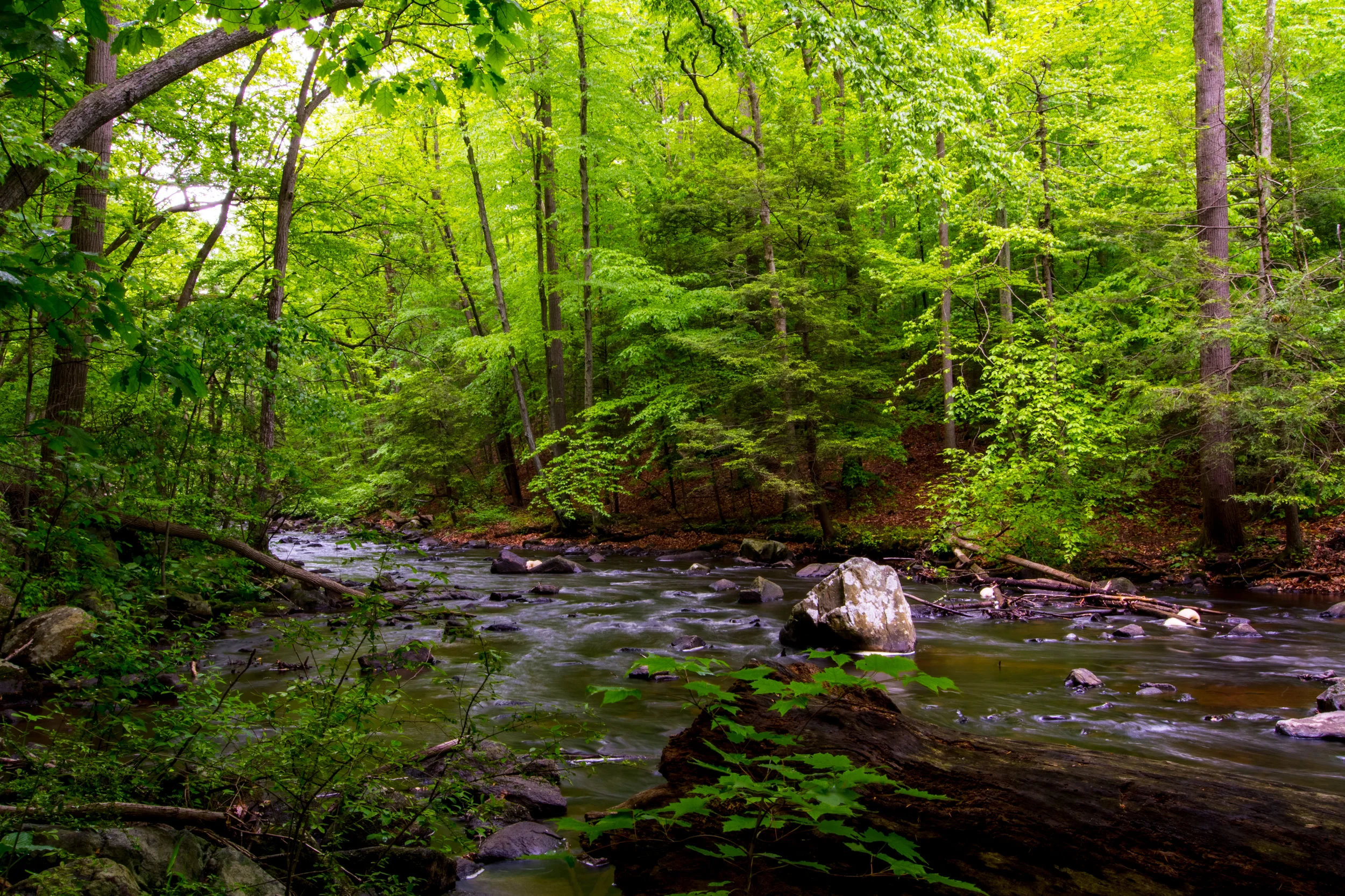 The Black River