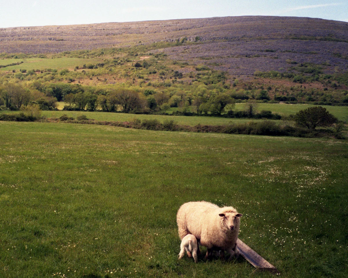 Two Irish Sheep