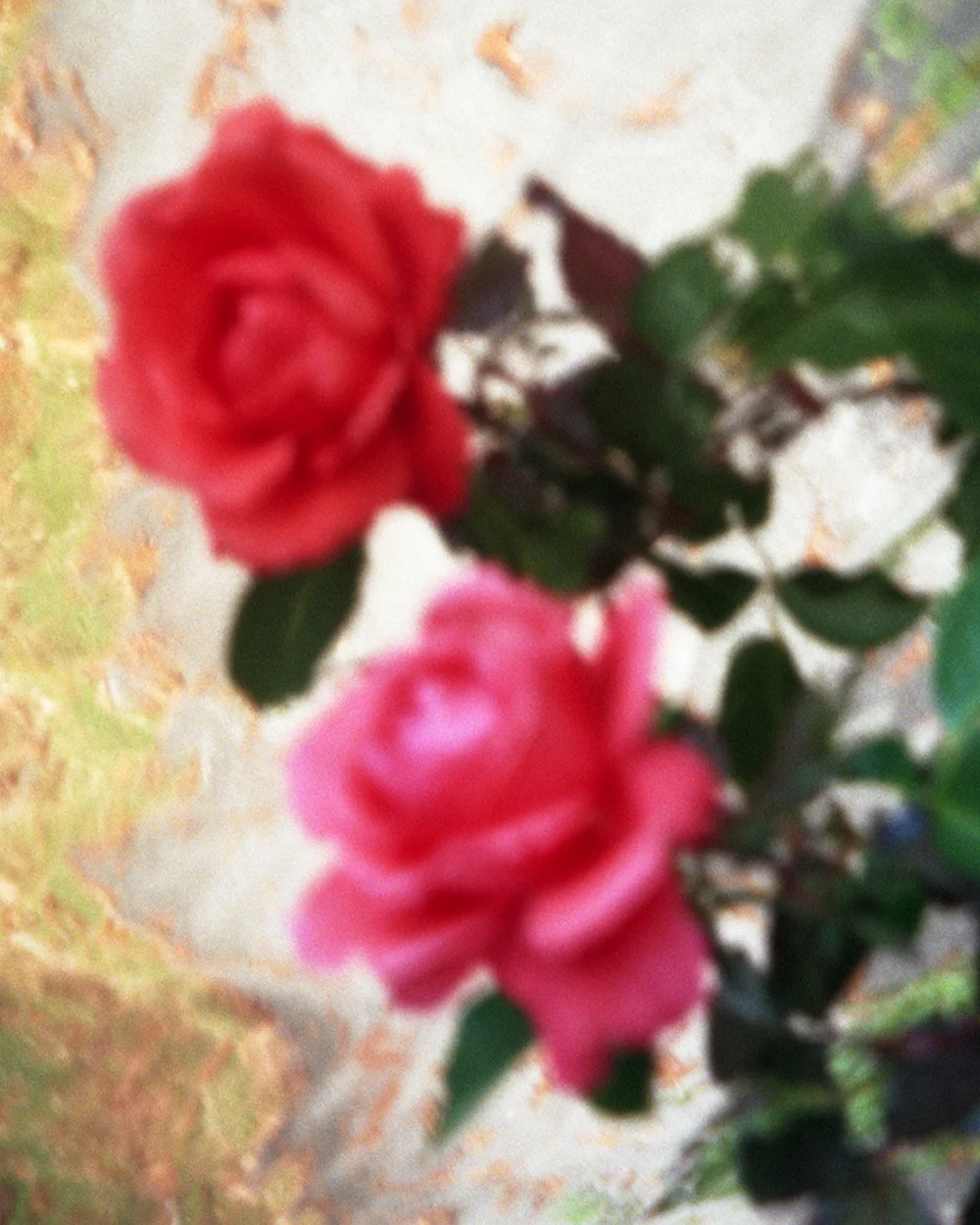 Reflected Roses III
