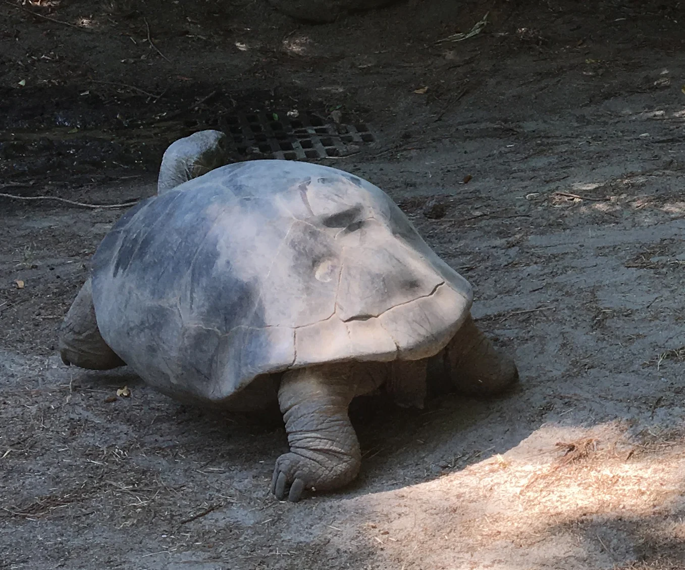 TurtlePicture-Zoo-IMG_1508.jpg