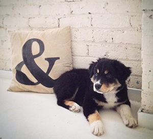 BECKETT // SPIRIT ANIMAL Munch mouth. Pee machine. Chick magnet. 
