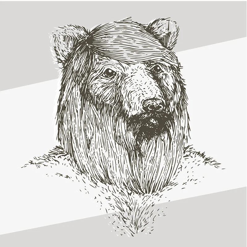 bear-skin-illustration.jpg