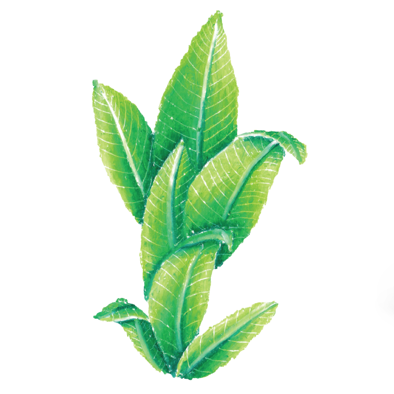 Anamiva-Illustration.png