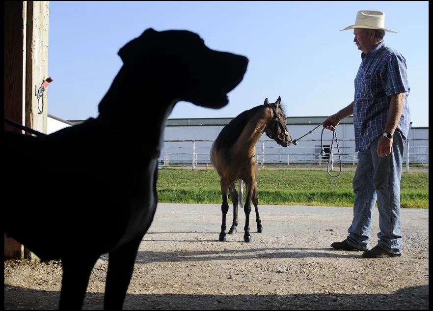 070211_VOX OnlineTinyHorseShow_203 copy.jpg