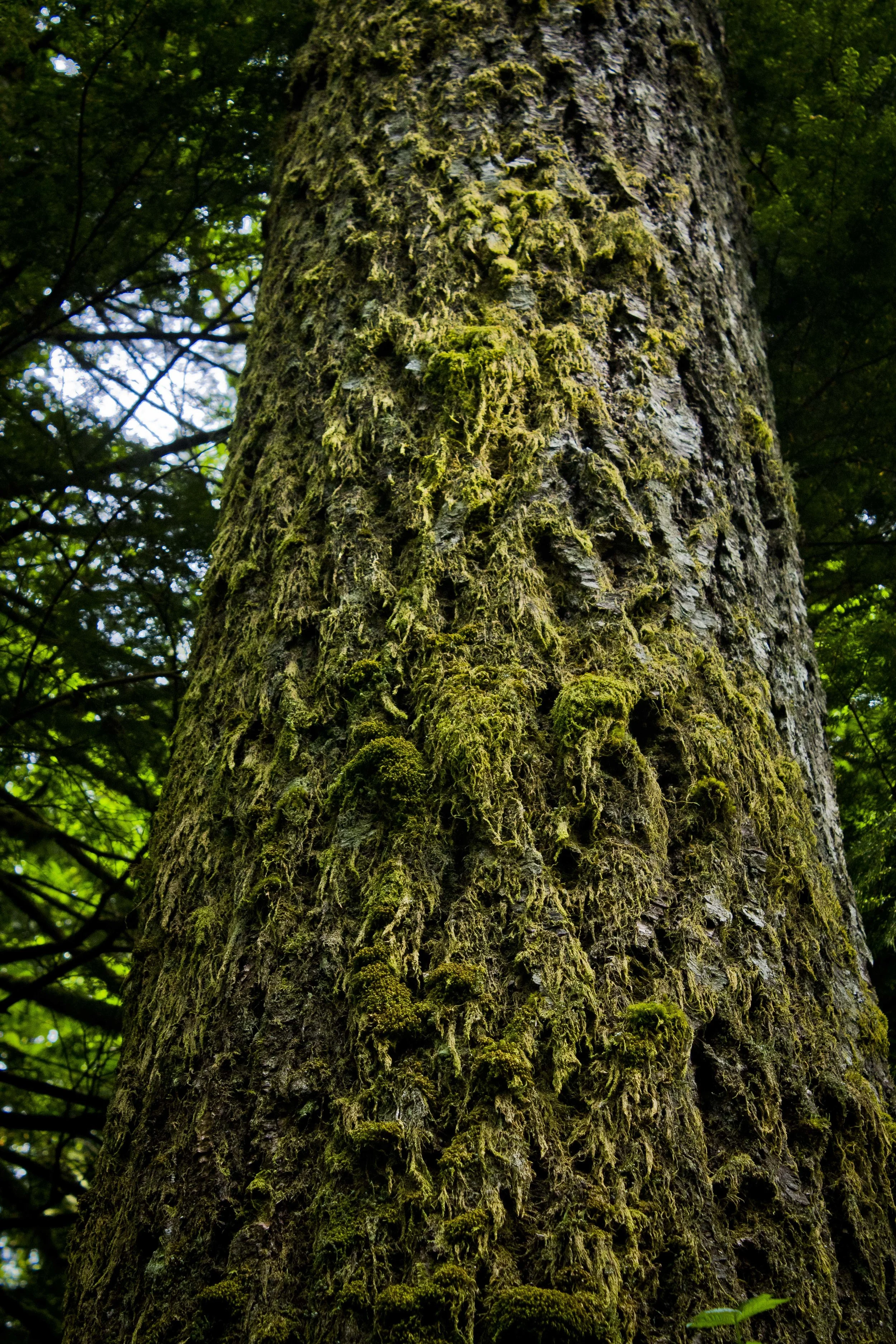 Stevens Pass, Washington—May 2015