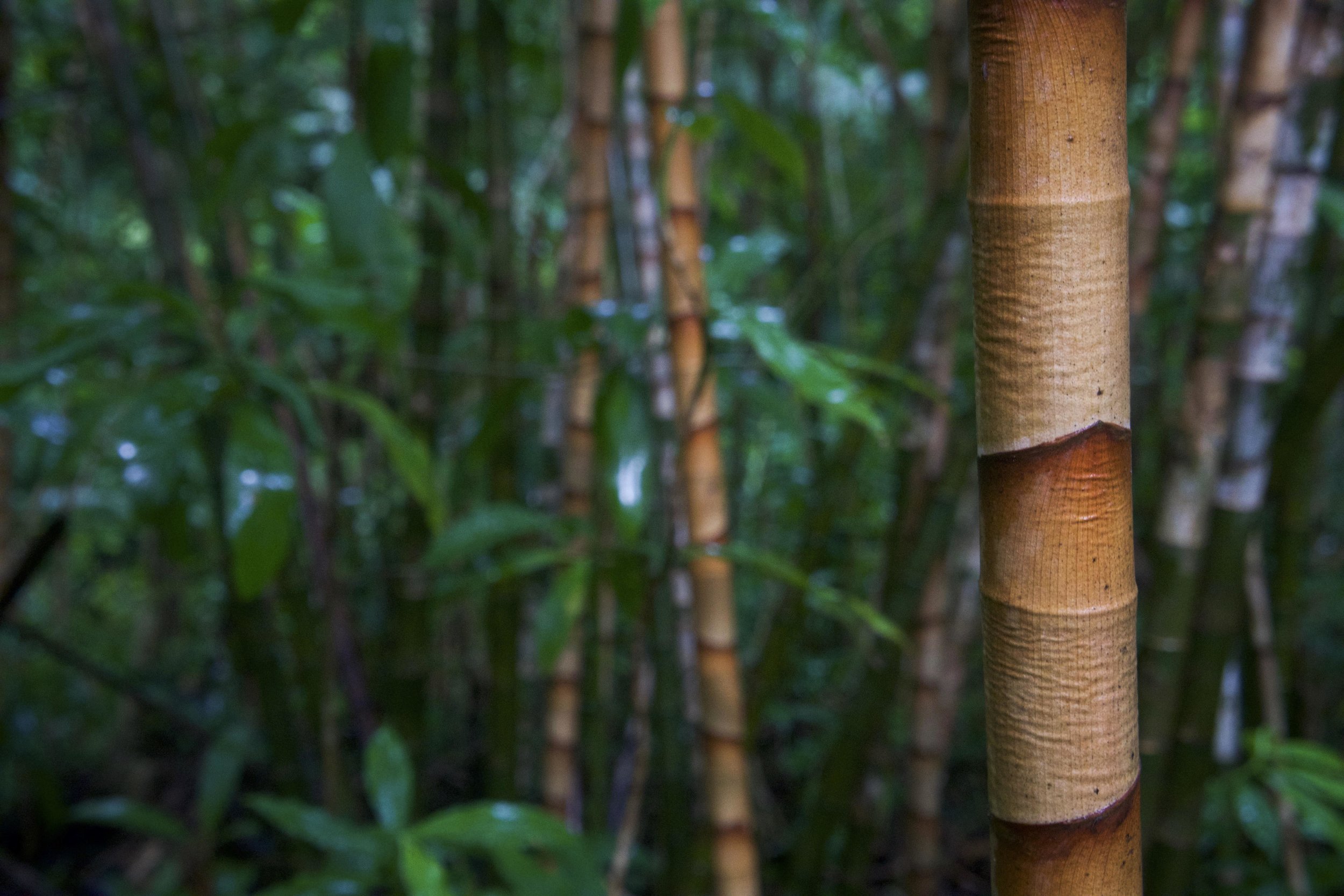  Bamboo forests offer great color contrasts in the lush hills above Honolulu. 