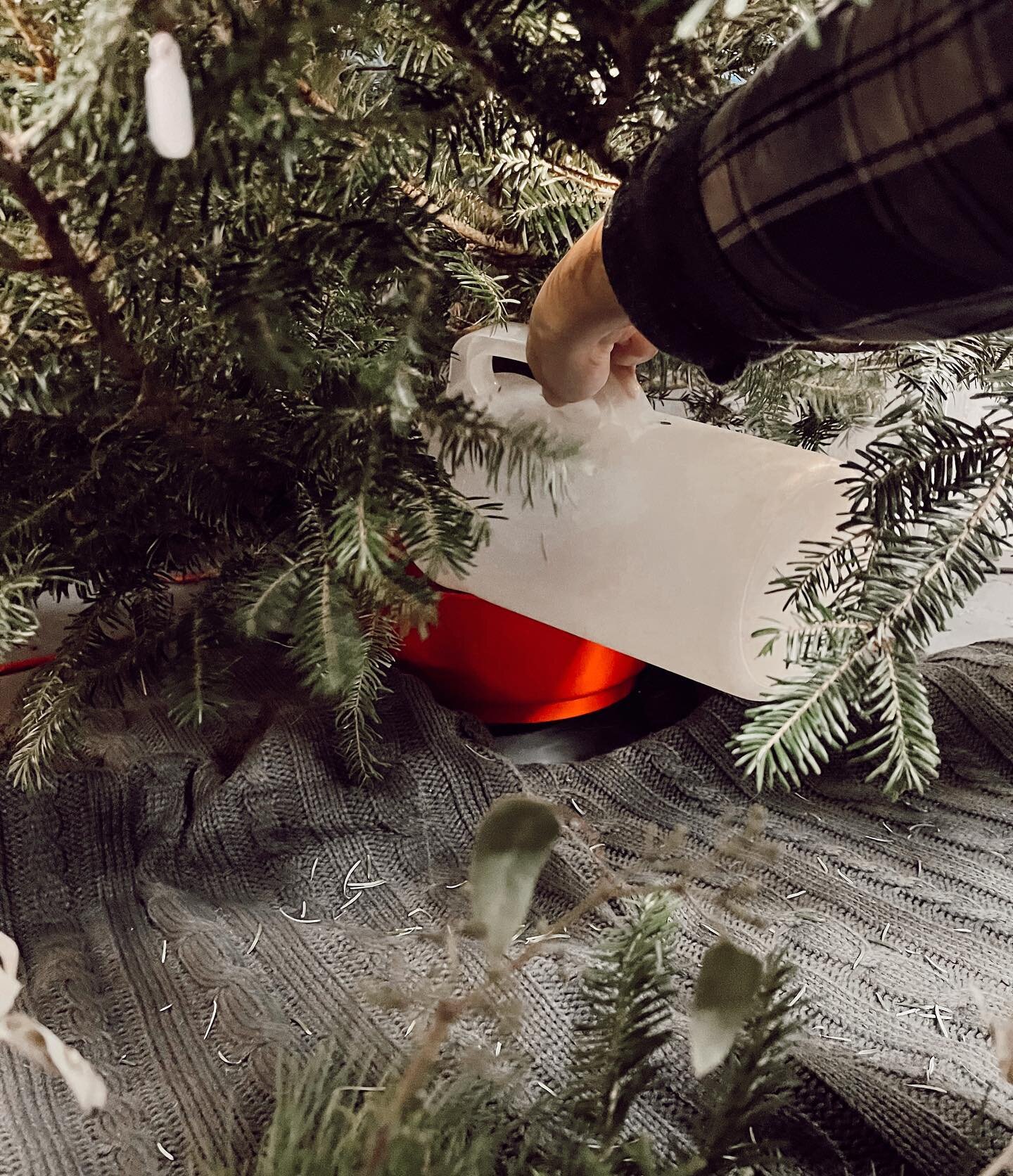 This is your Monday morning reminder to water your tree💦🎄