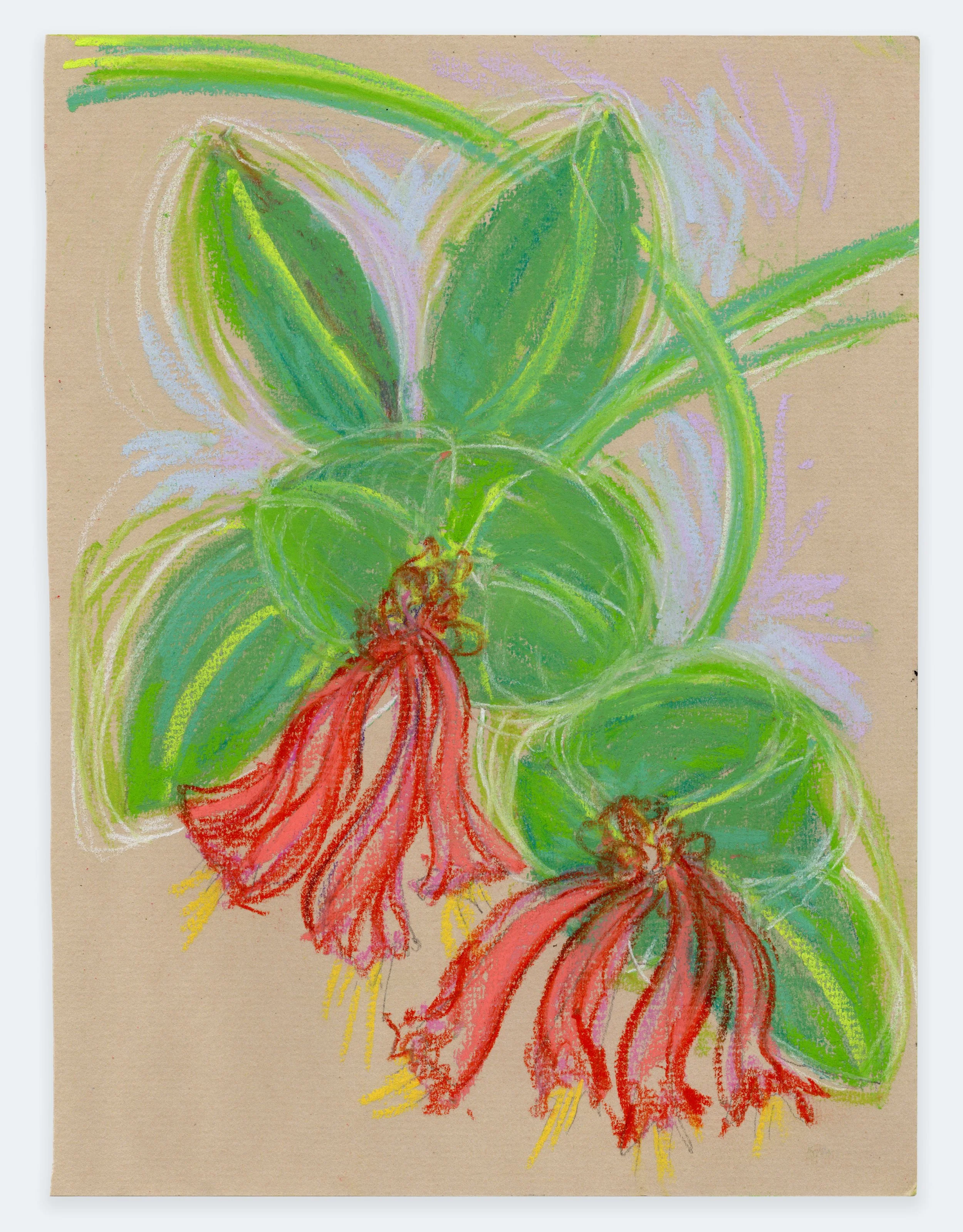 Coral Honeysuckle, 2026 | pastel on paper, 8.25" x 6.25"