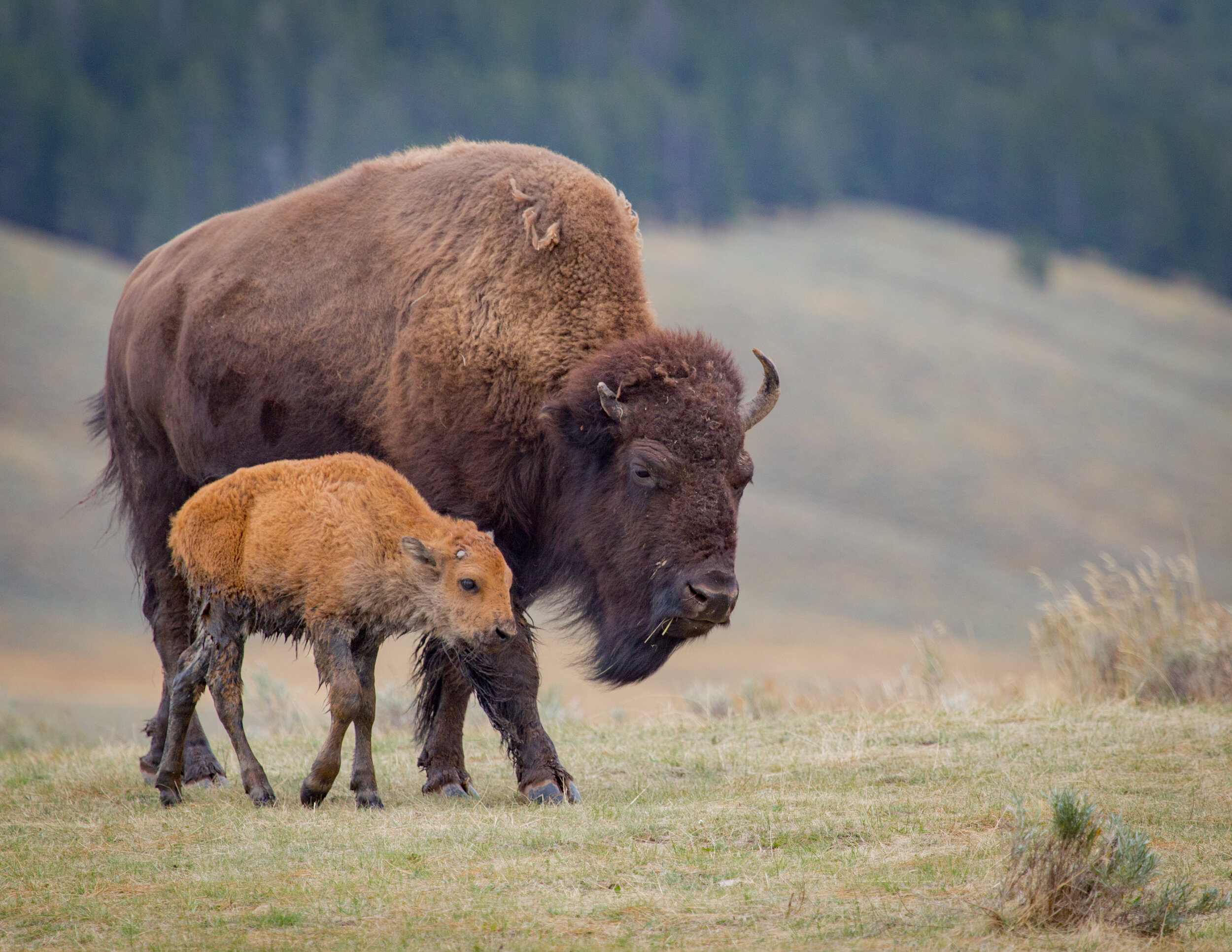 American Bison