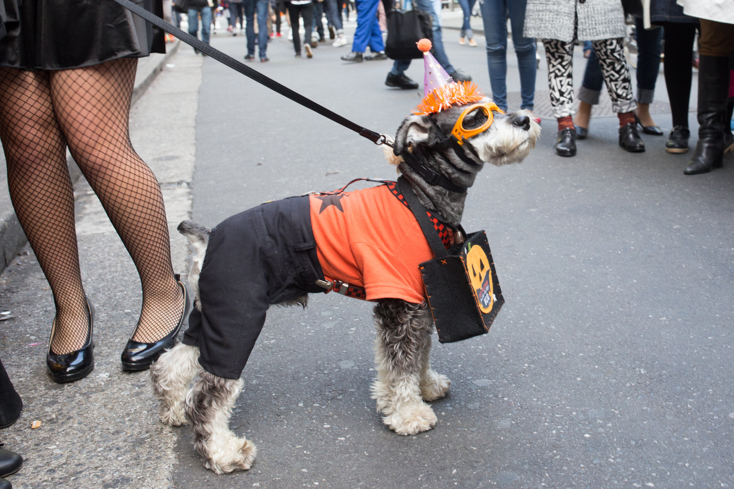 Halloween Dog