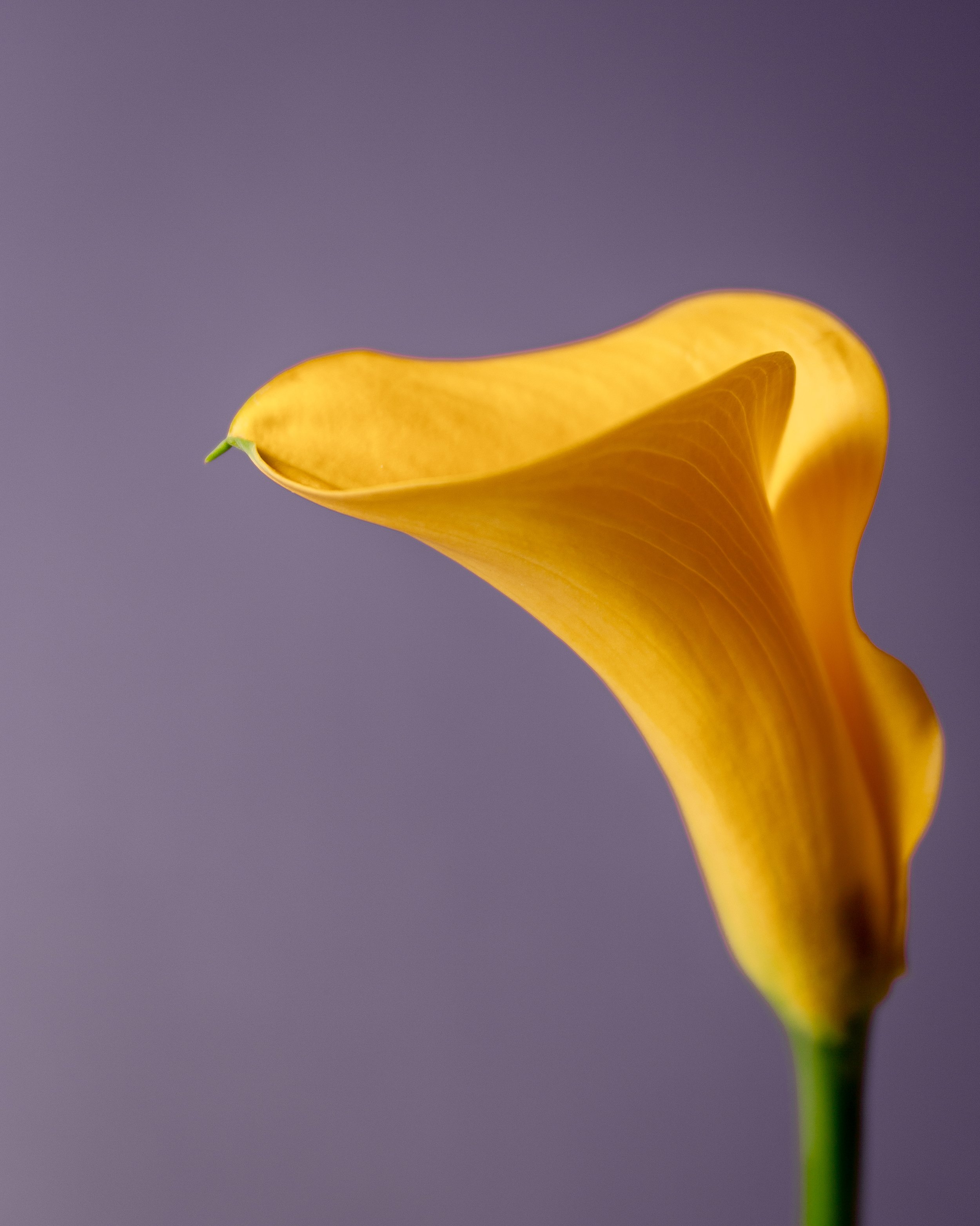 Calla Lily