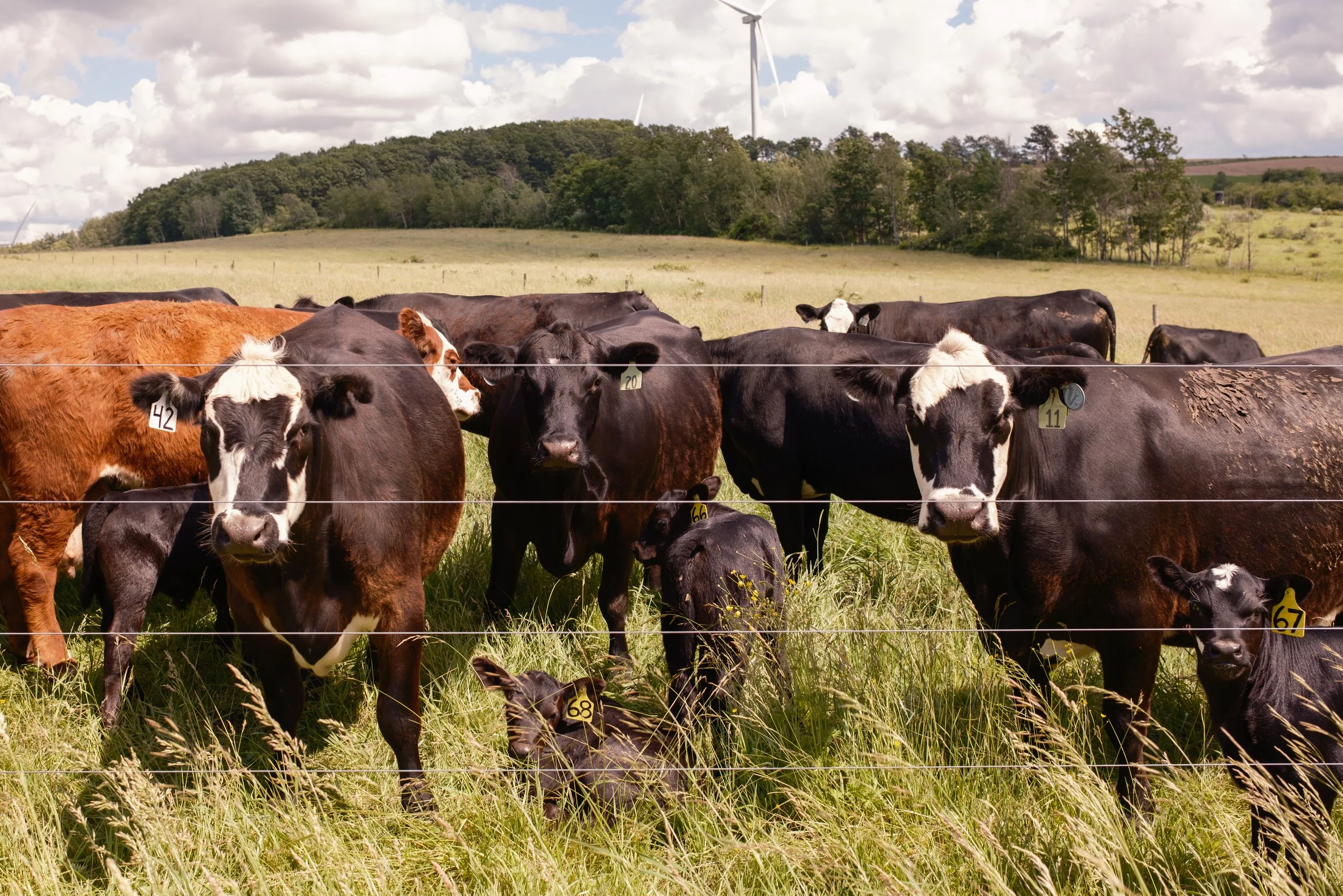 Beef Cows