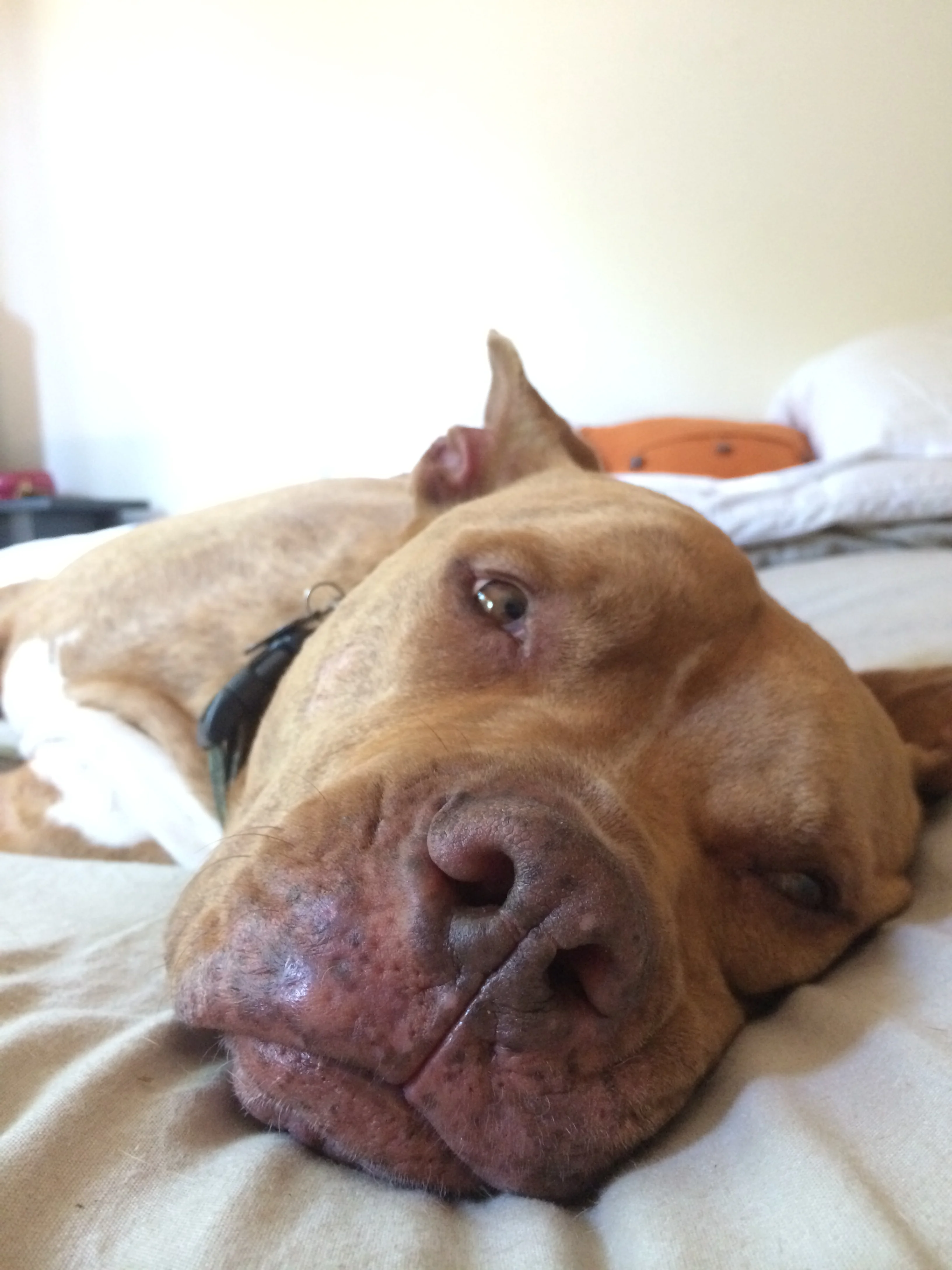 SleepyTaz.JPG
