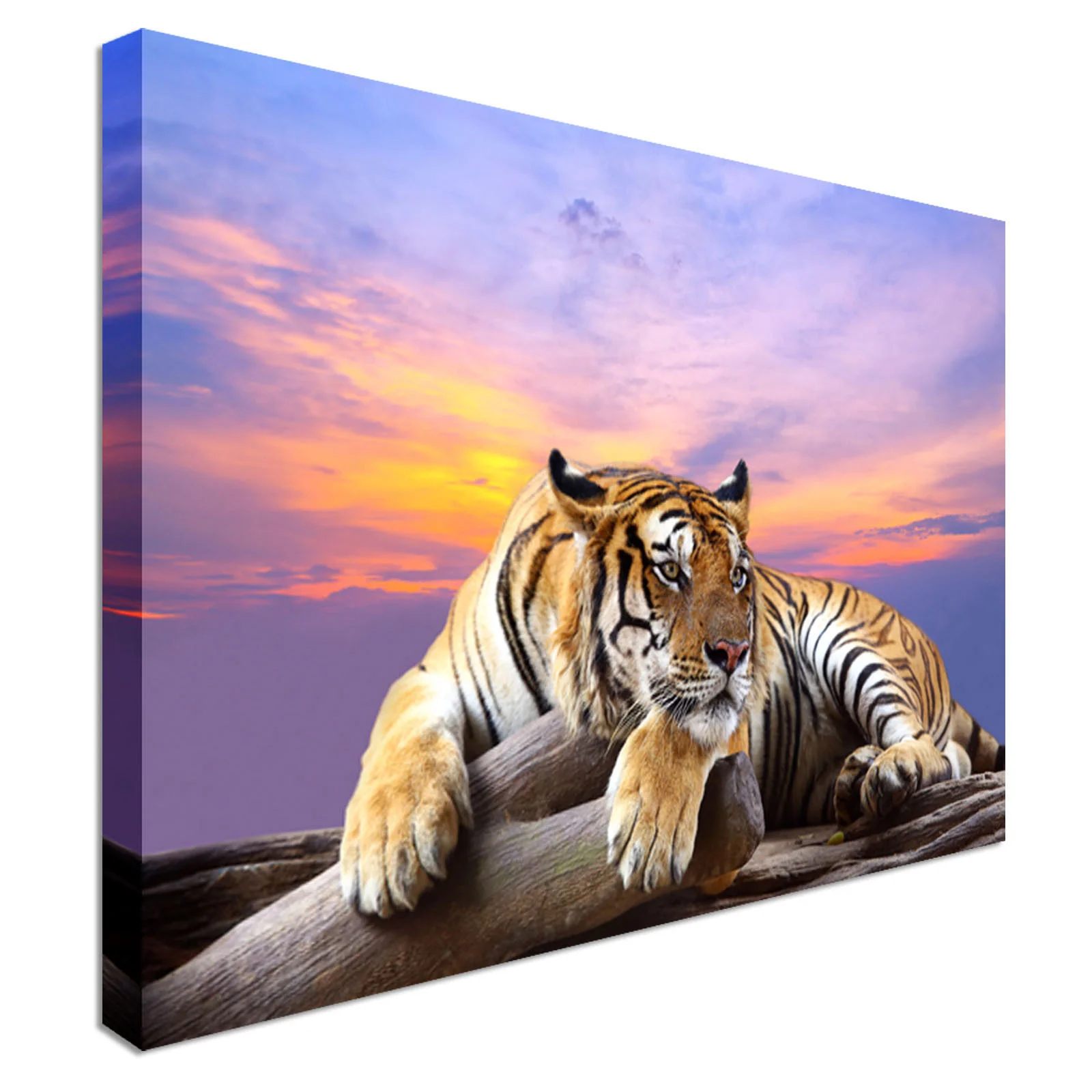 Tiger at sunset time.JPG