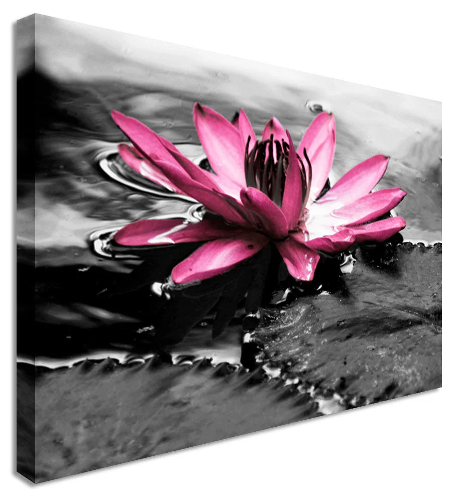 Water Lilly P Flower.JPG