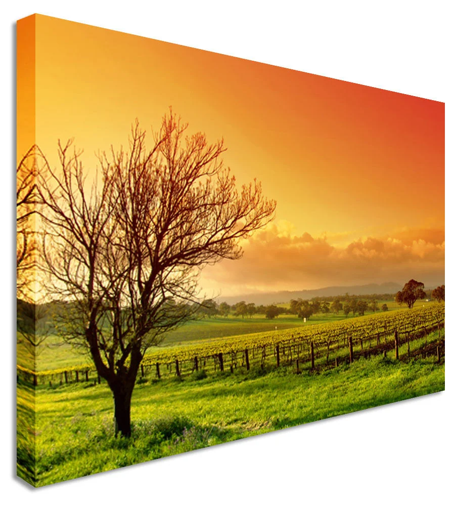 Large Orange Green Field Lonely Tree.JPG
