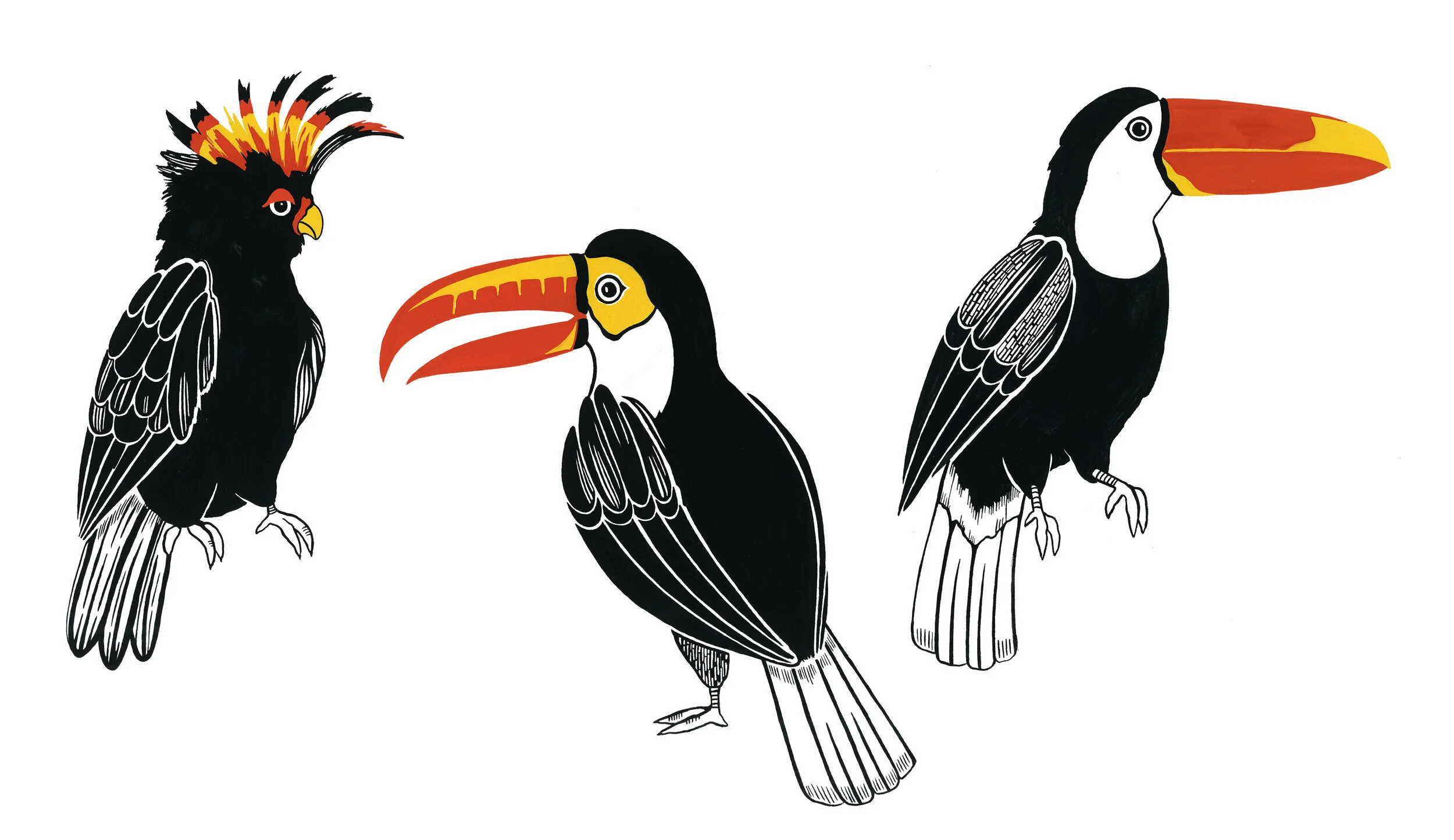TOUCAN.jpg