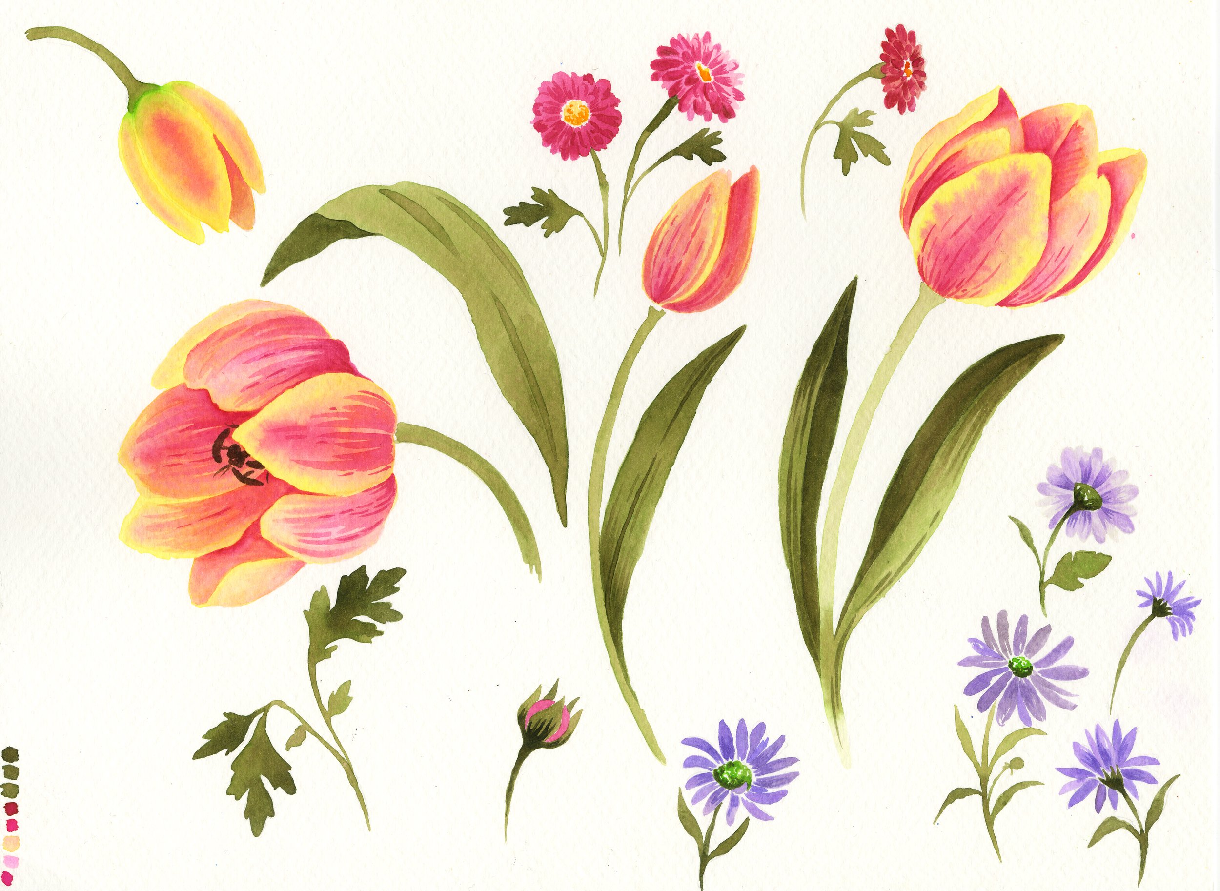 tulip scan.jpg