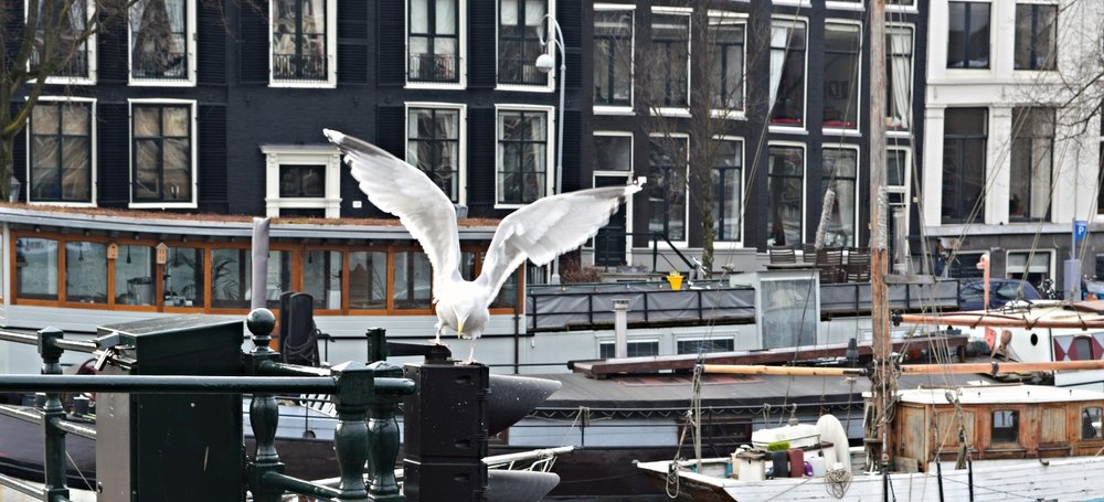 Amsterdamse gracht