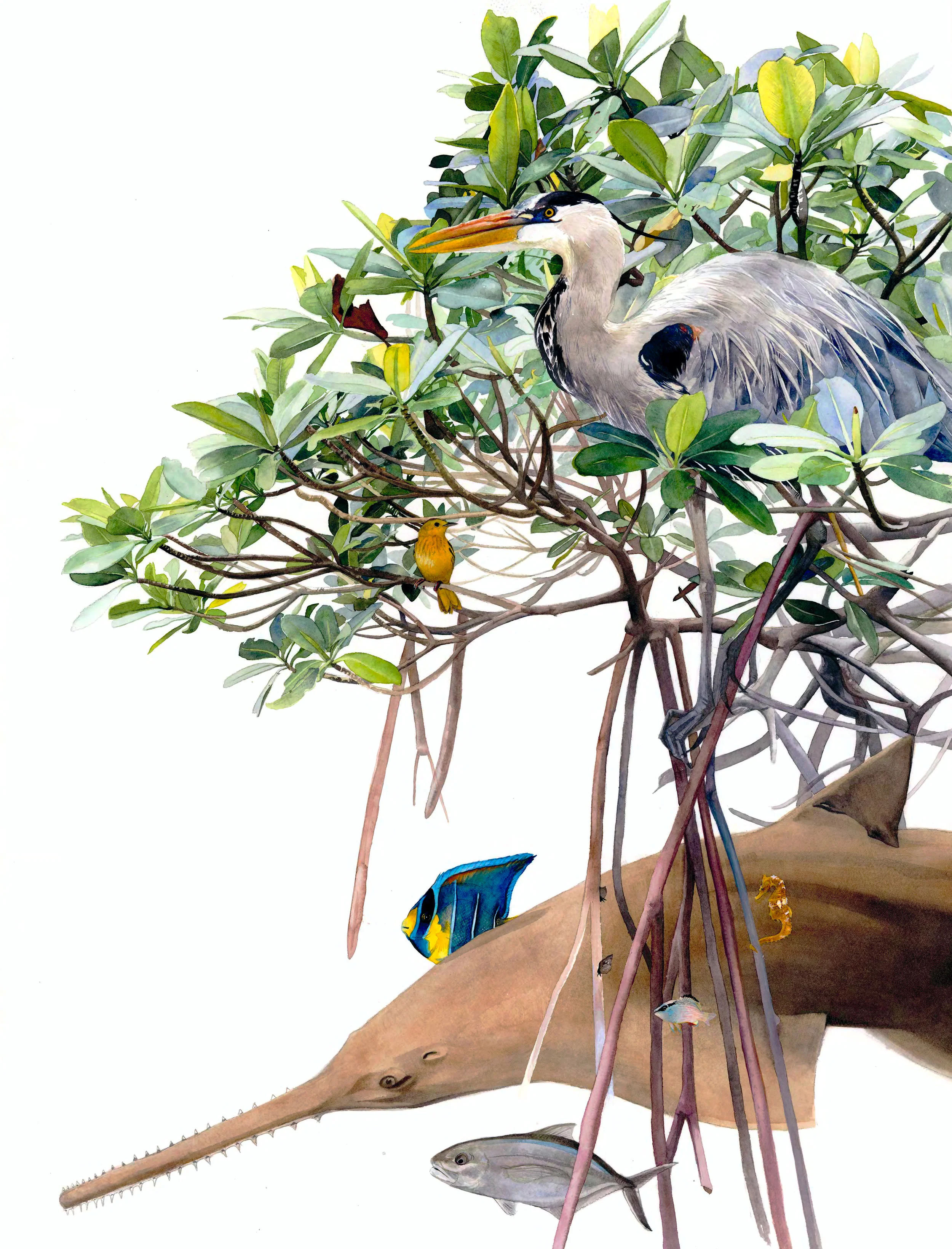 Mangrove Relationships