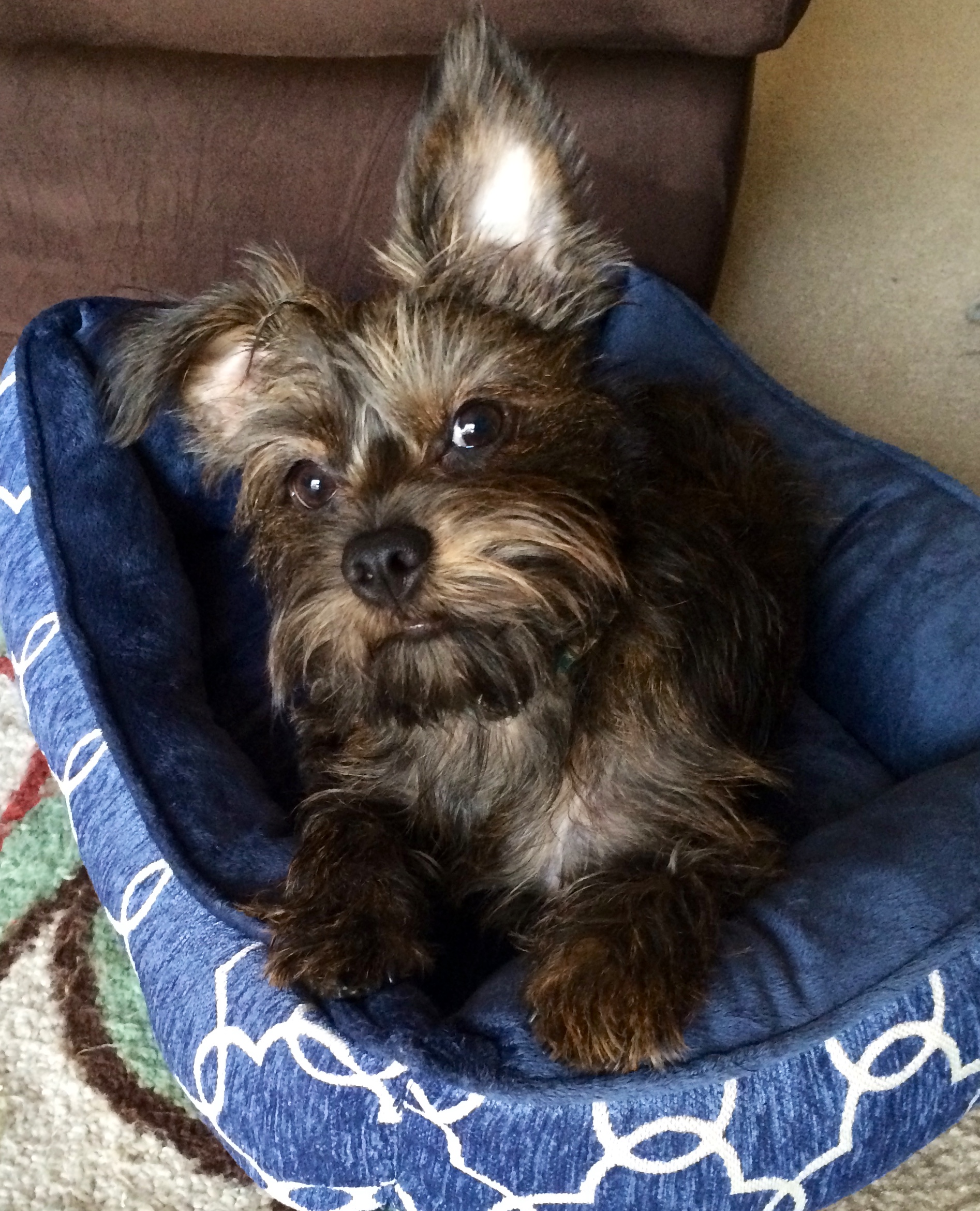 Cassie's sweet pup, Willow (told you she's the cutest).