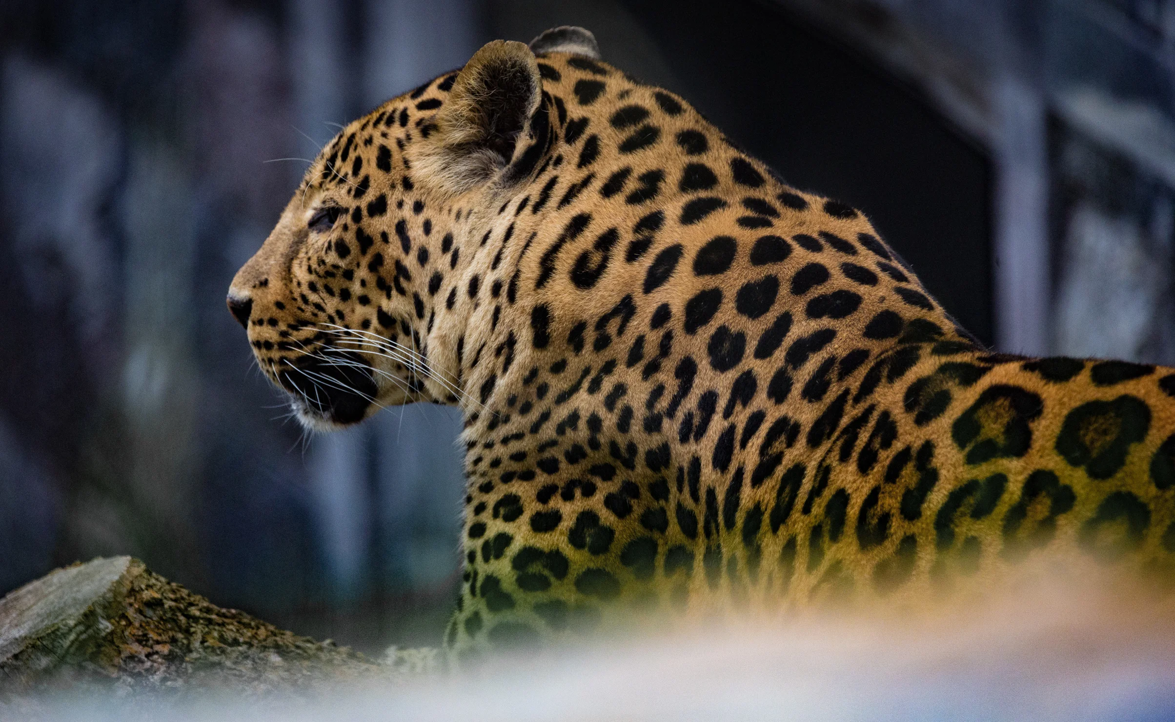 Pairi Daiza8.jpg