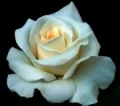 rose.jpg