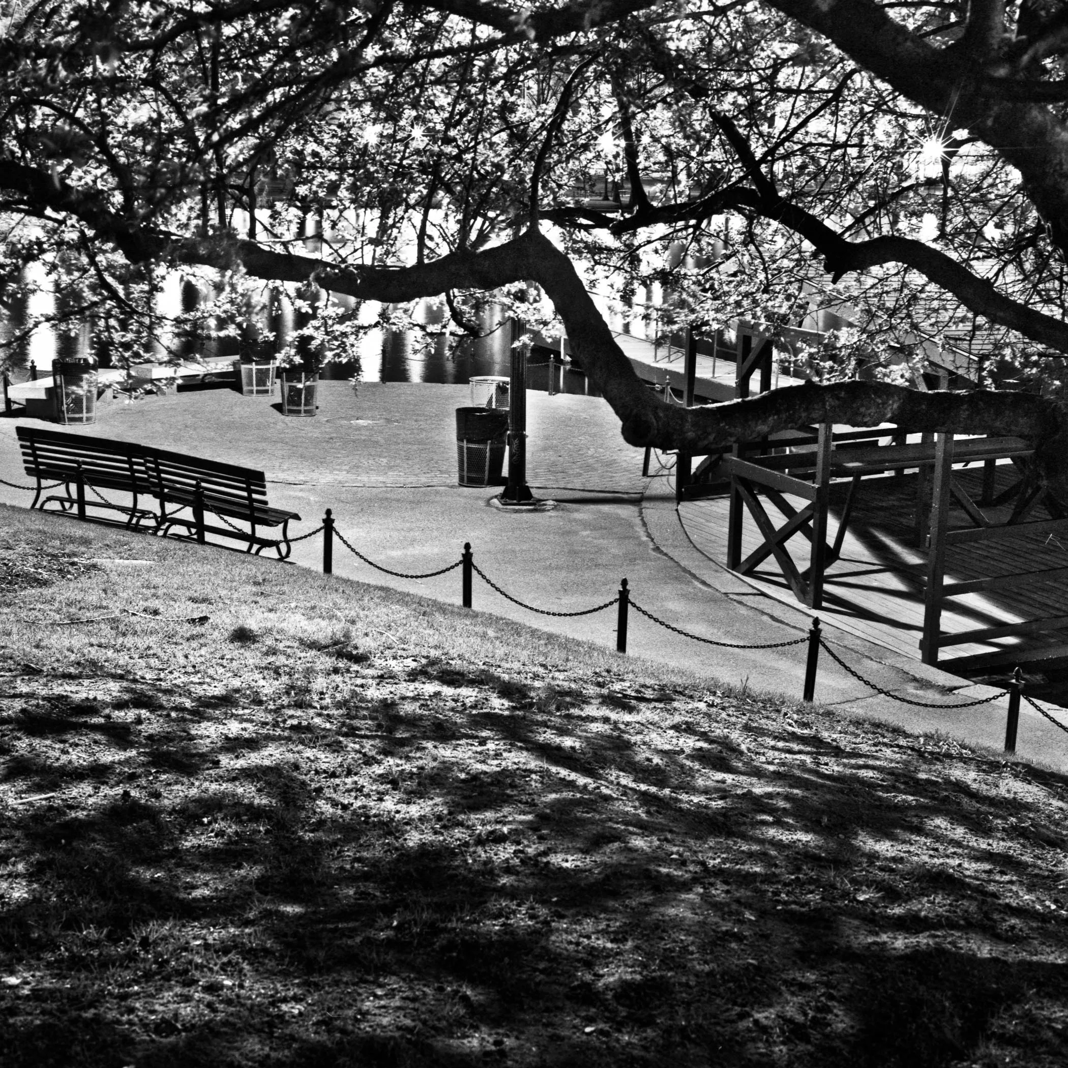Boston Public Gardens, 2004