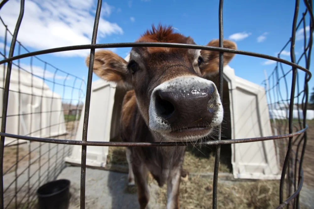 Calf, Appleton Farms, Ipswich