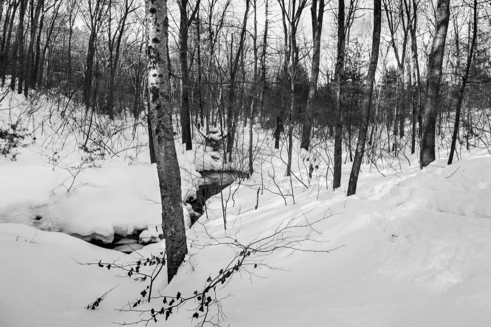 Noanet woodlands, Dover, MA, 2015