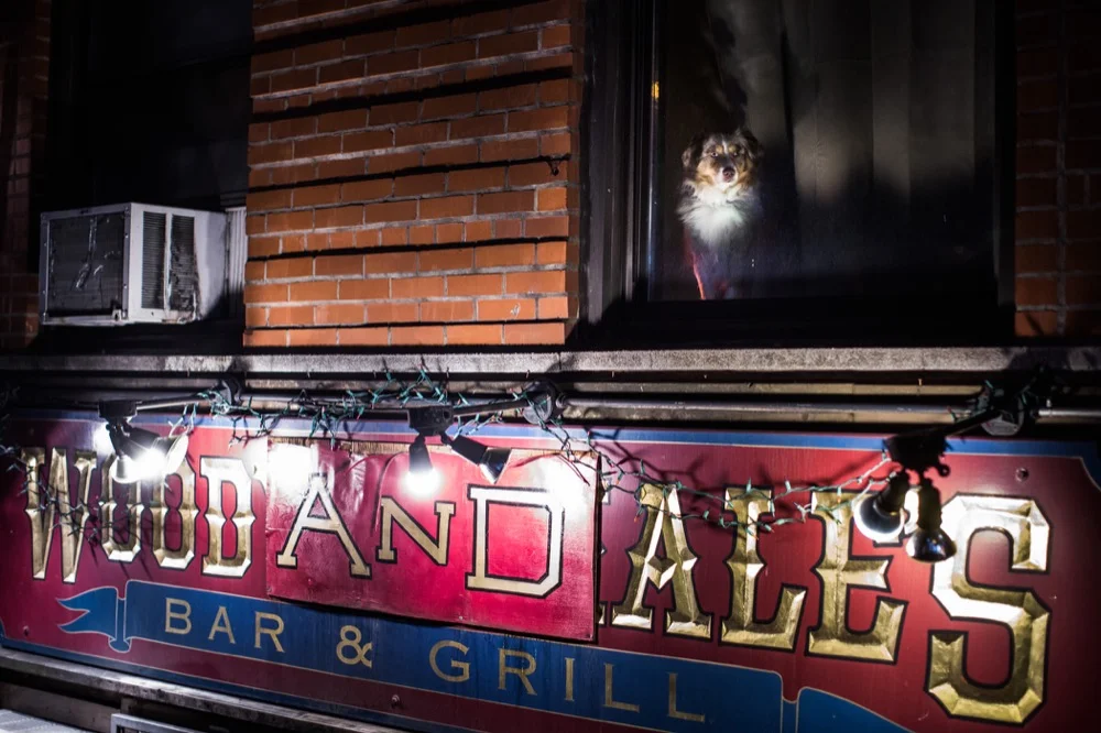 Dog in the Window, Wood And Ales, New York City