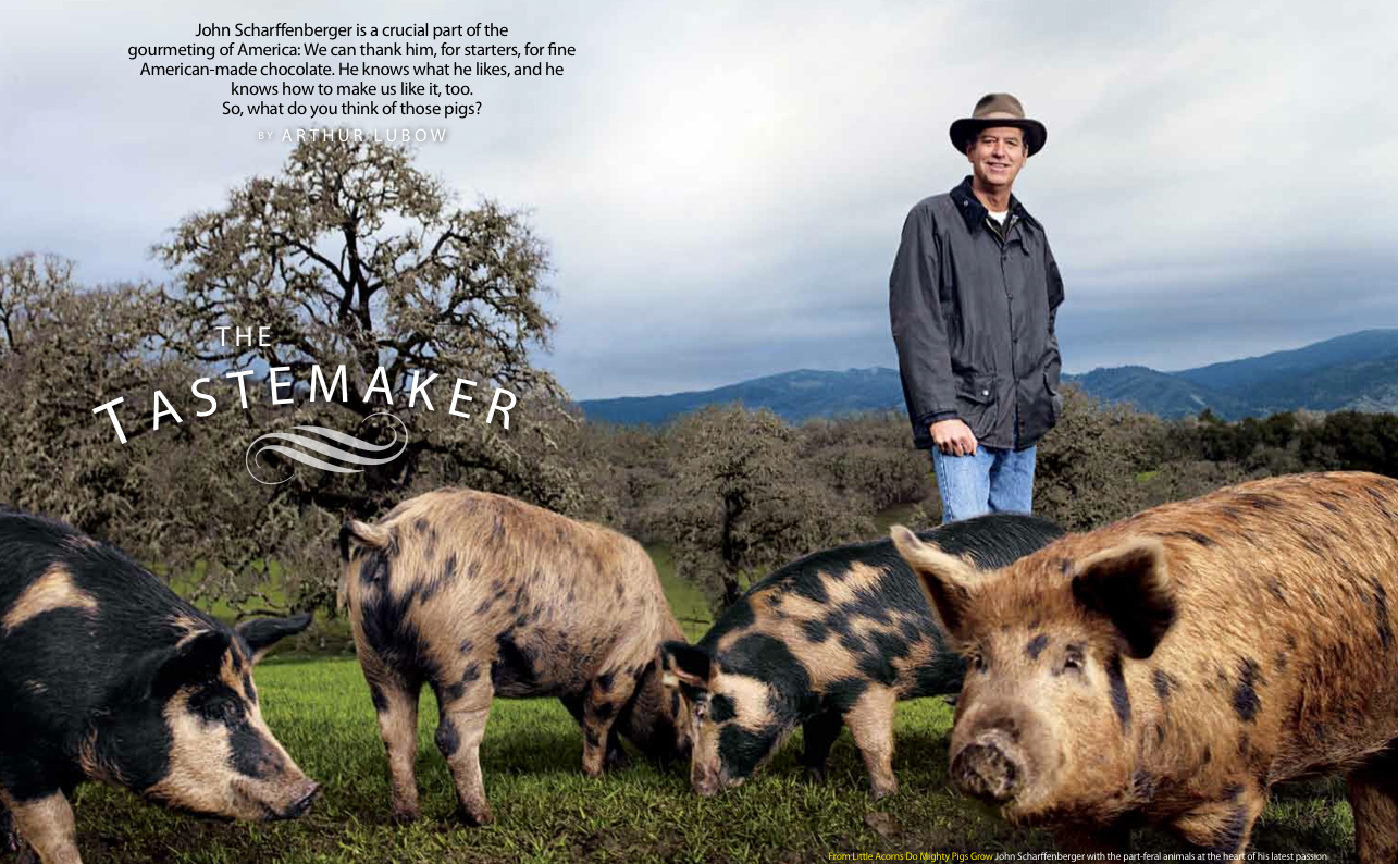 Pigs.jpg