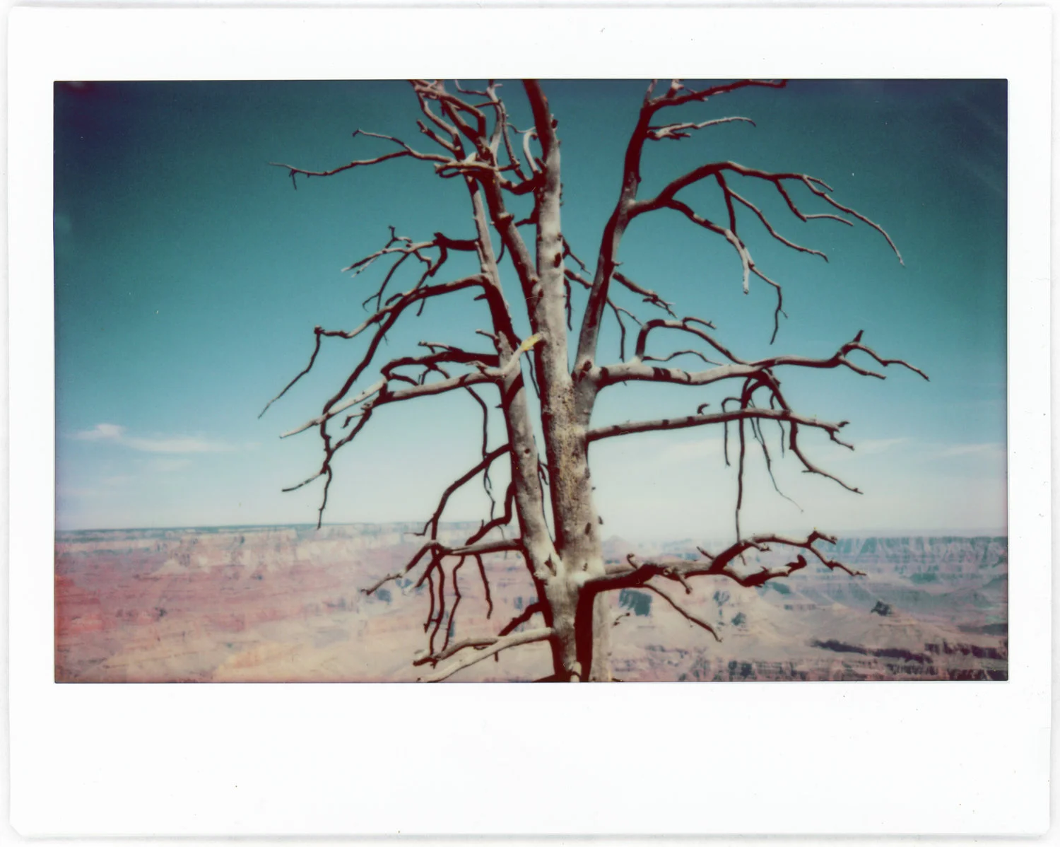 Tree.jpg