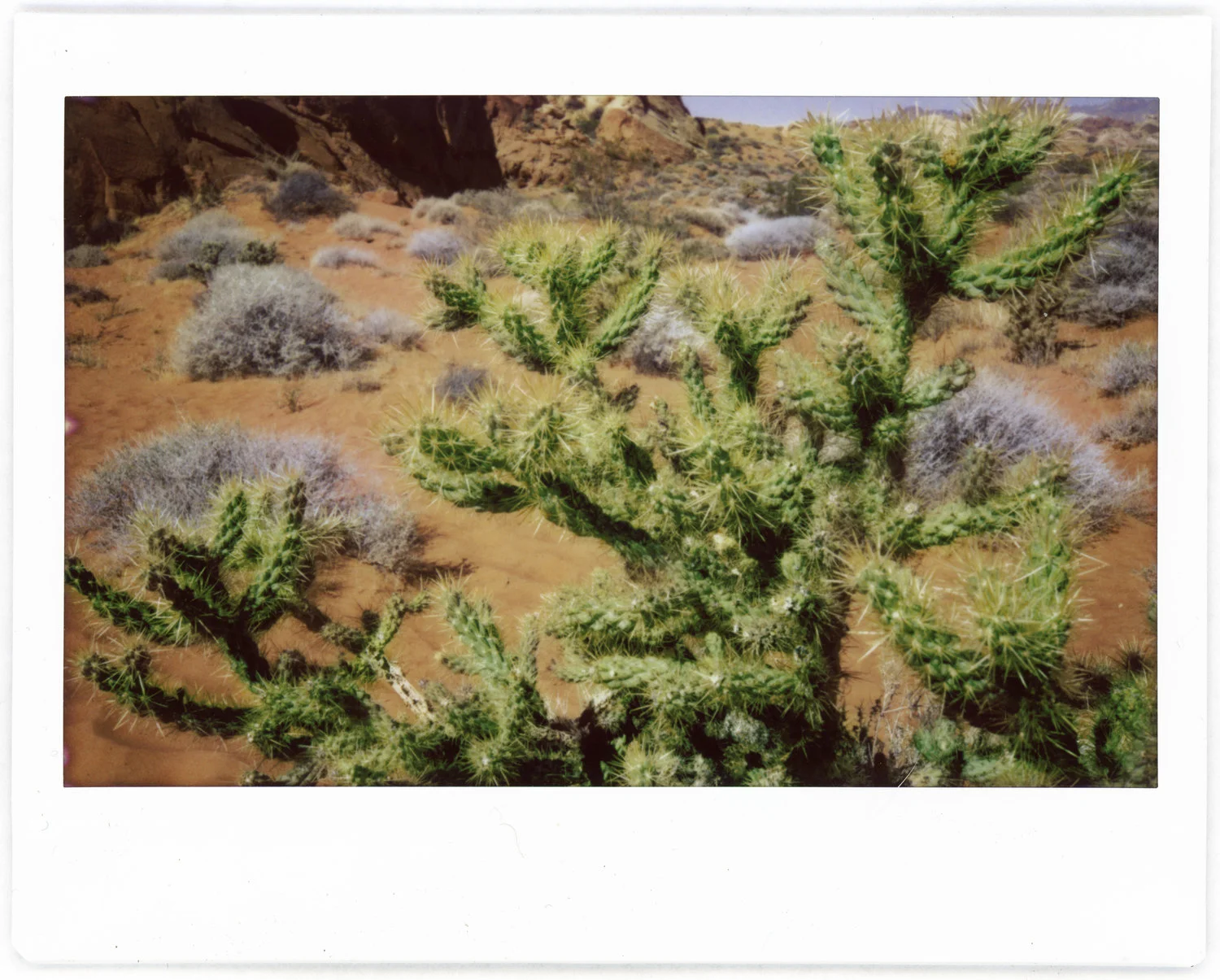 Cactus2.jpg