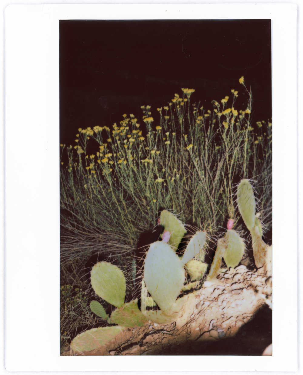 Cactus.jpg