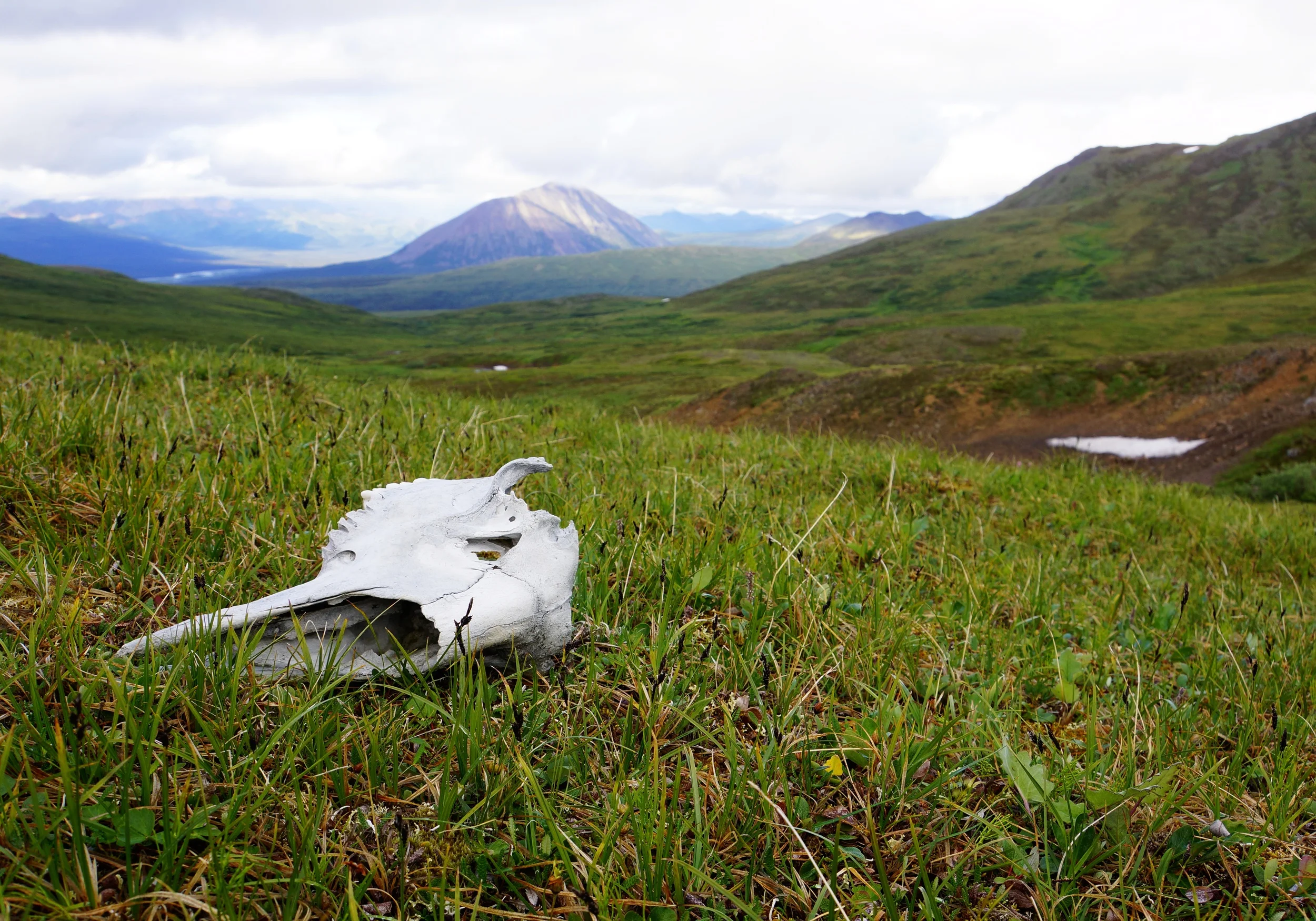 The Moose that met its end