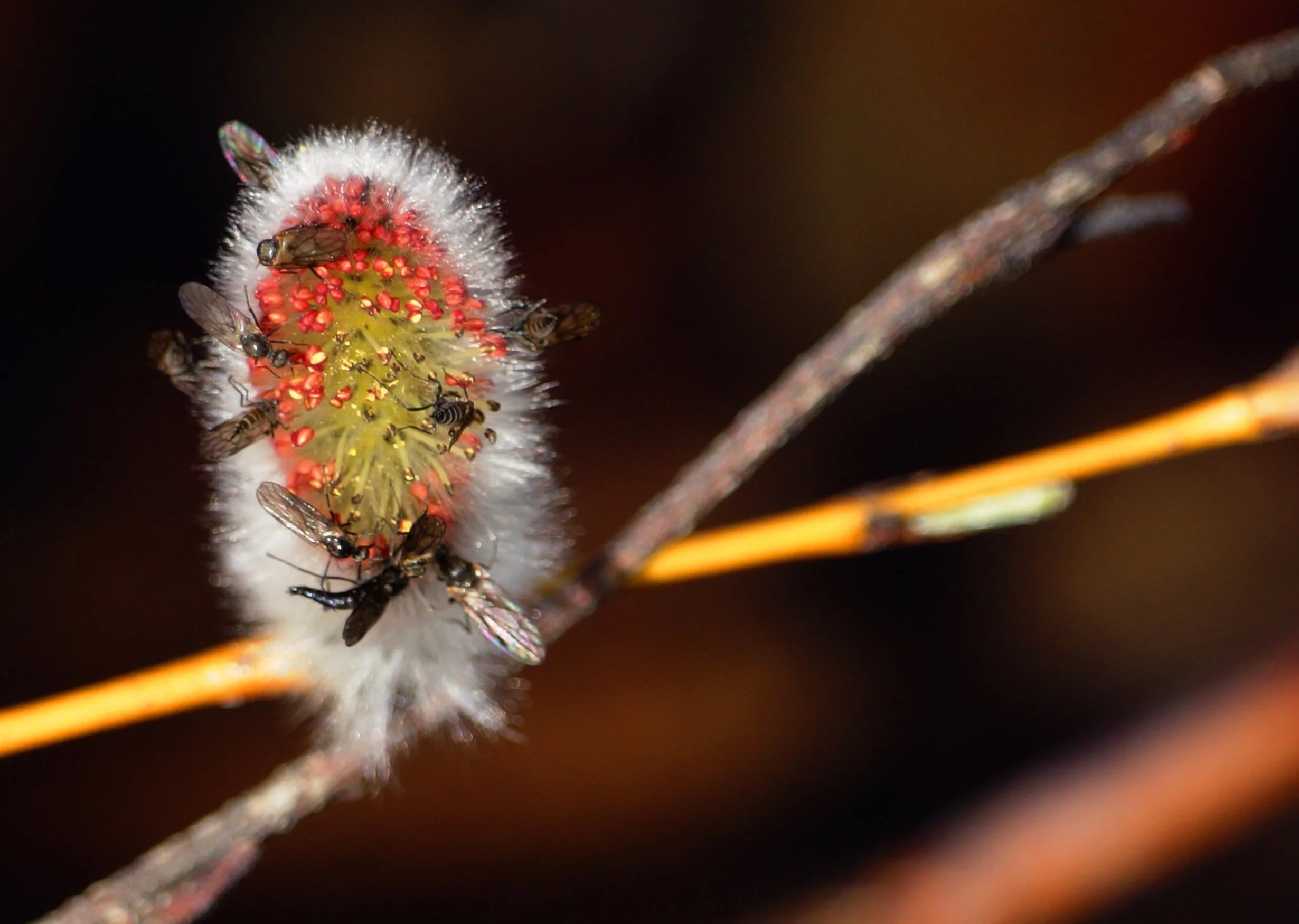 bugs are animals too