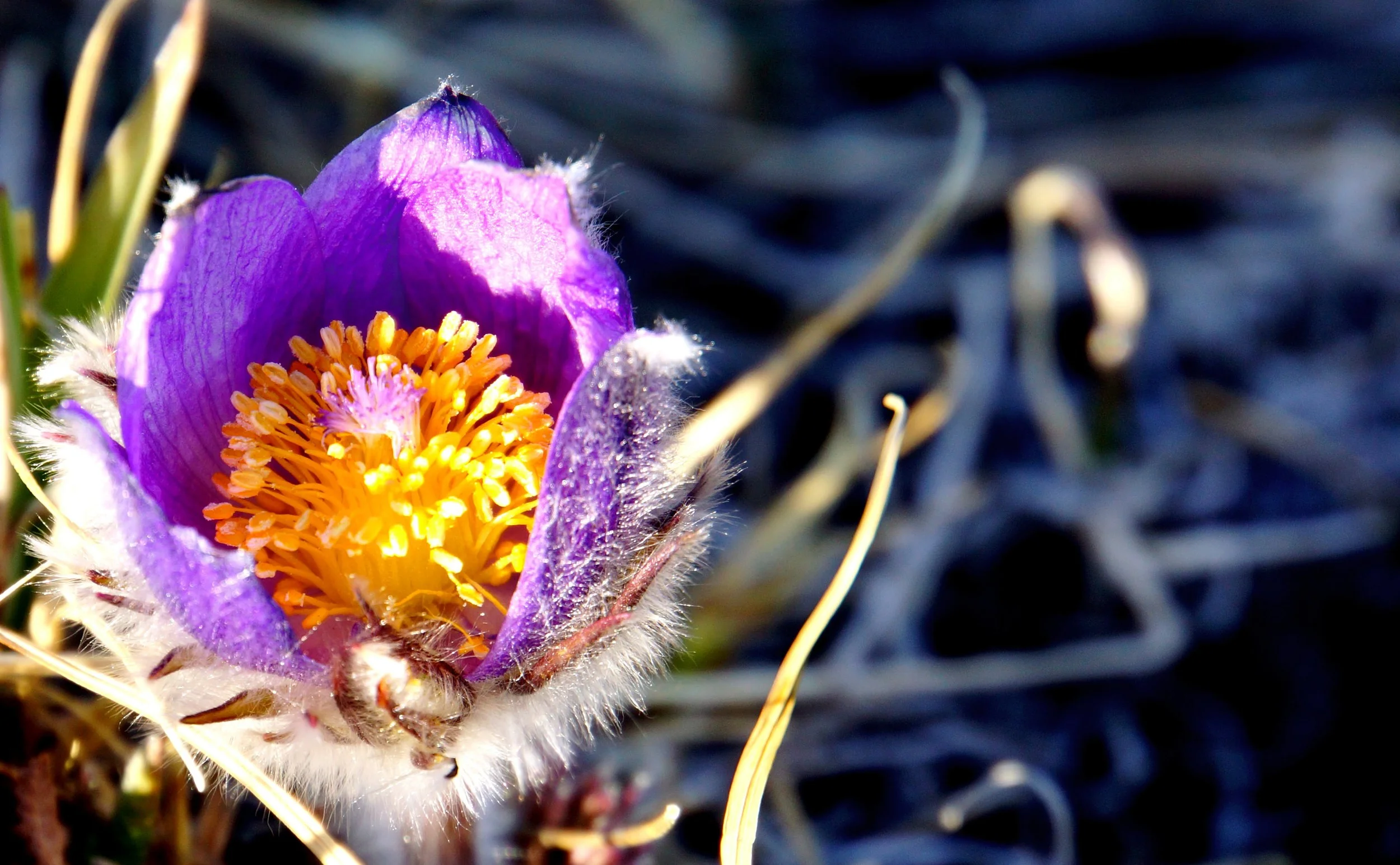 pasque flower1.JPG