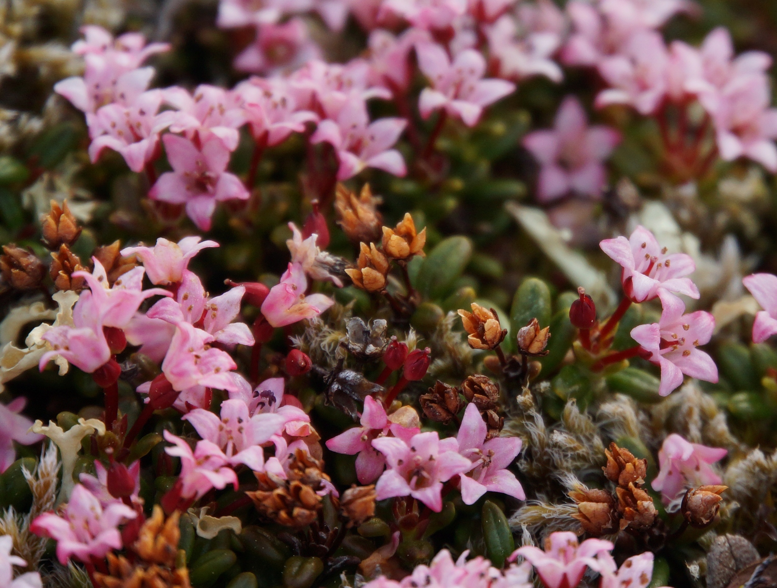 flowerclose.JPG