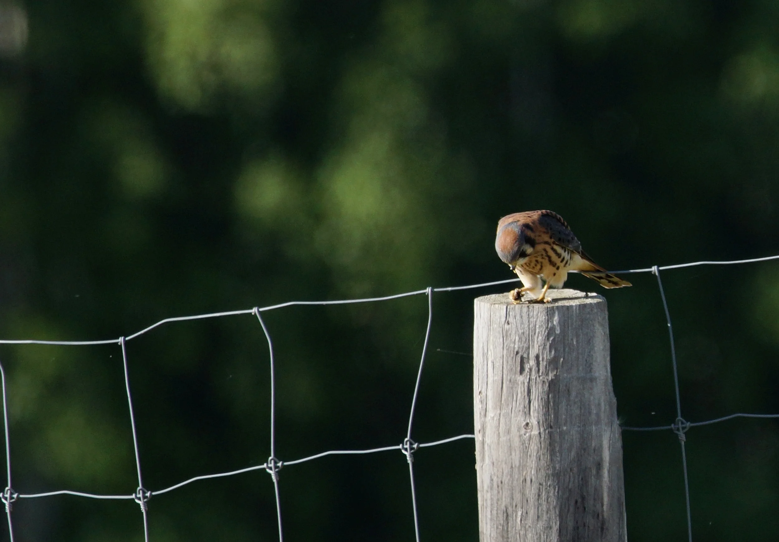 american kestrel