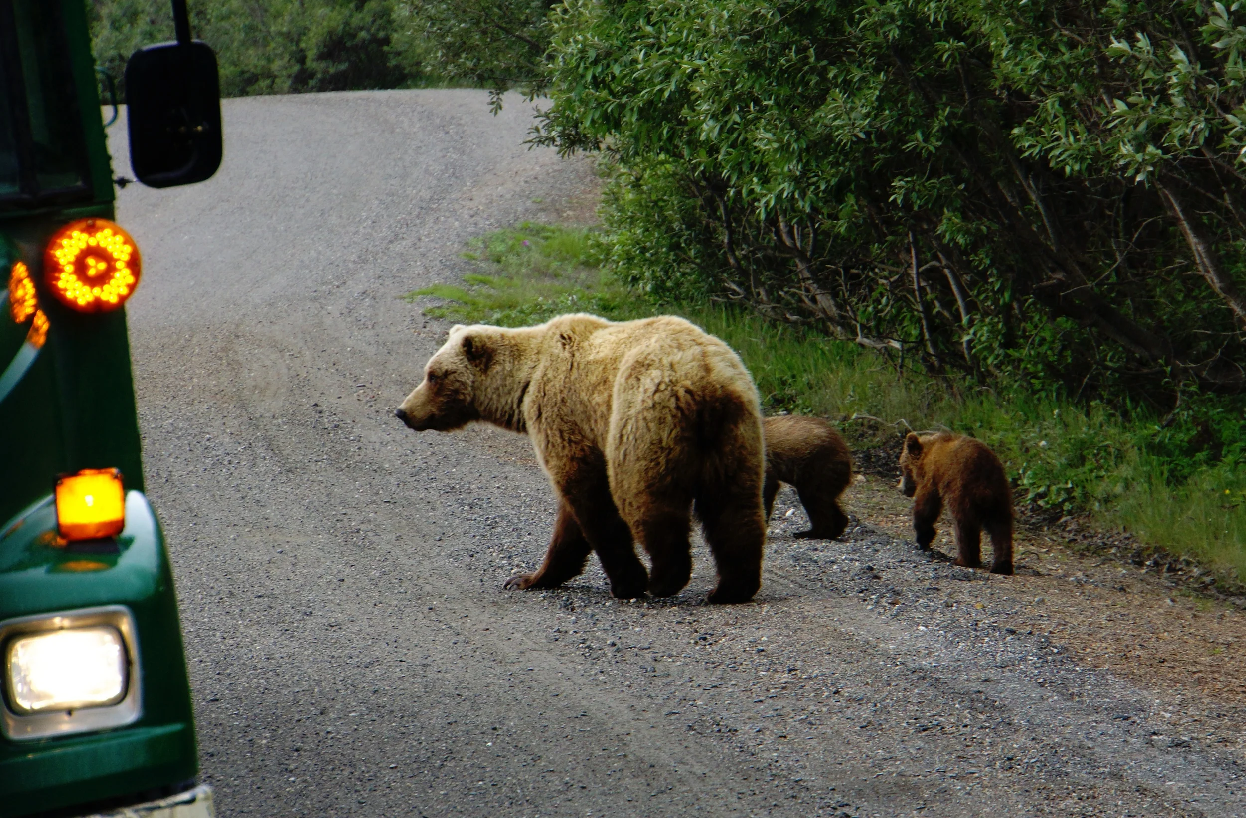 bearandcubs.JPG