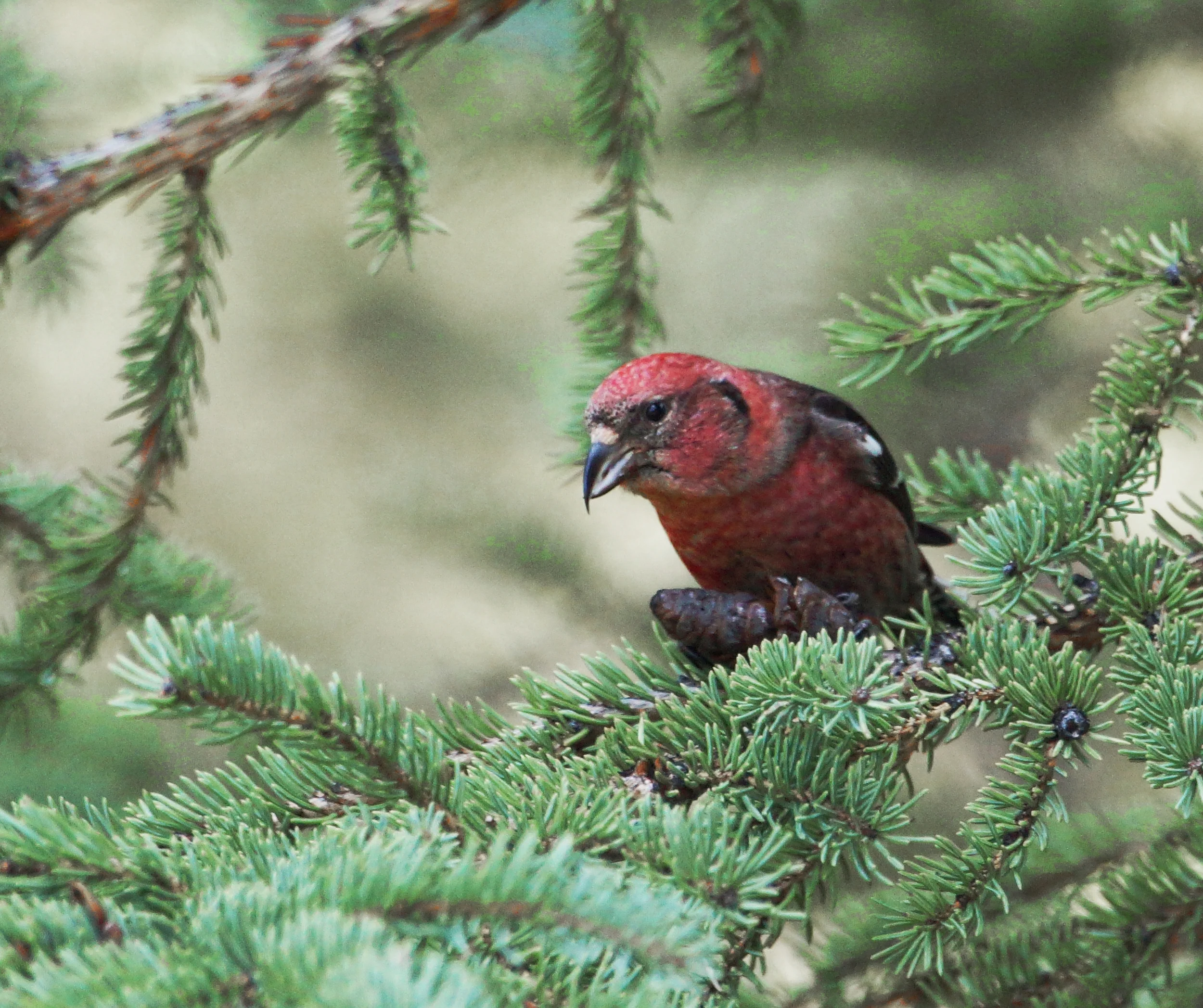 crossbill 1.JPG