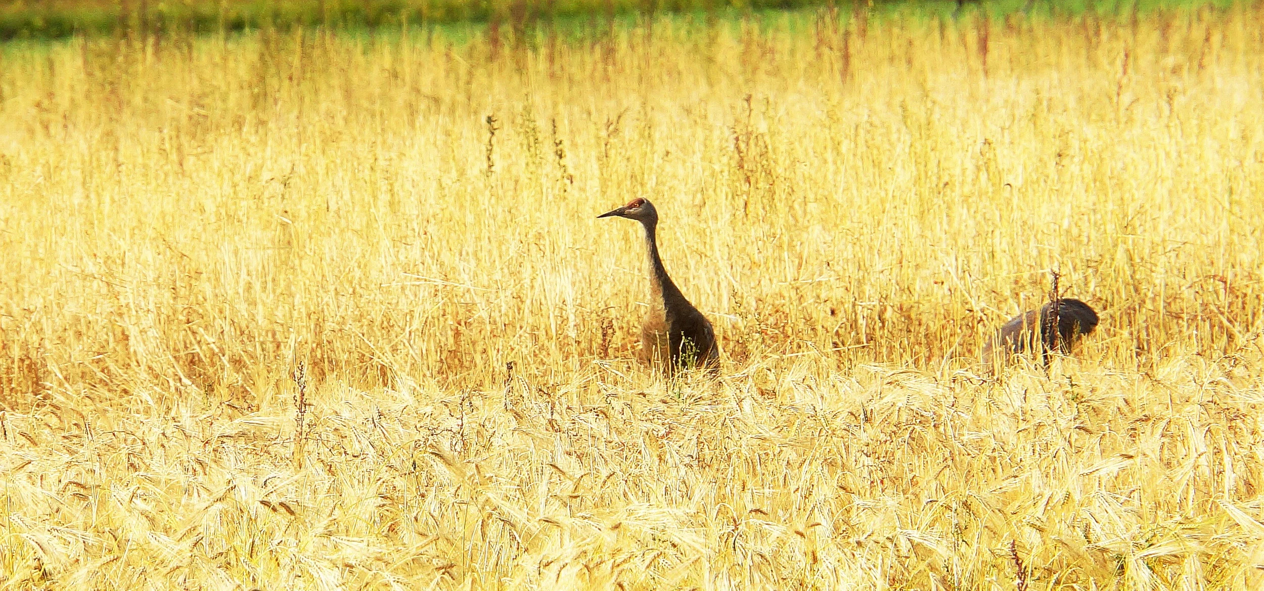 Sandhill Crane, late summer