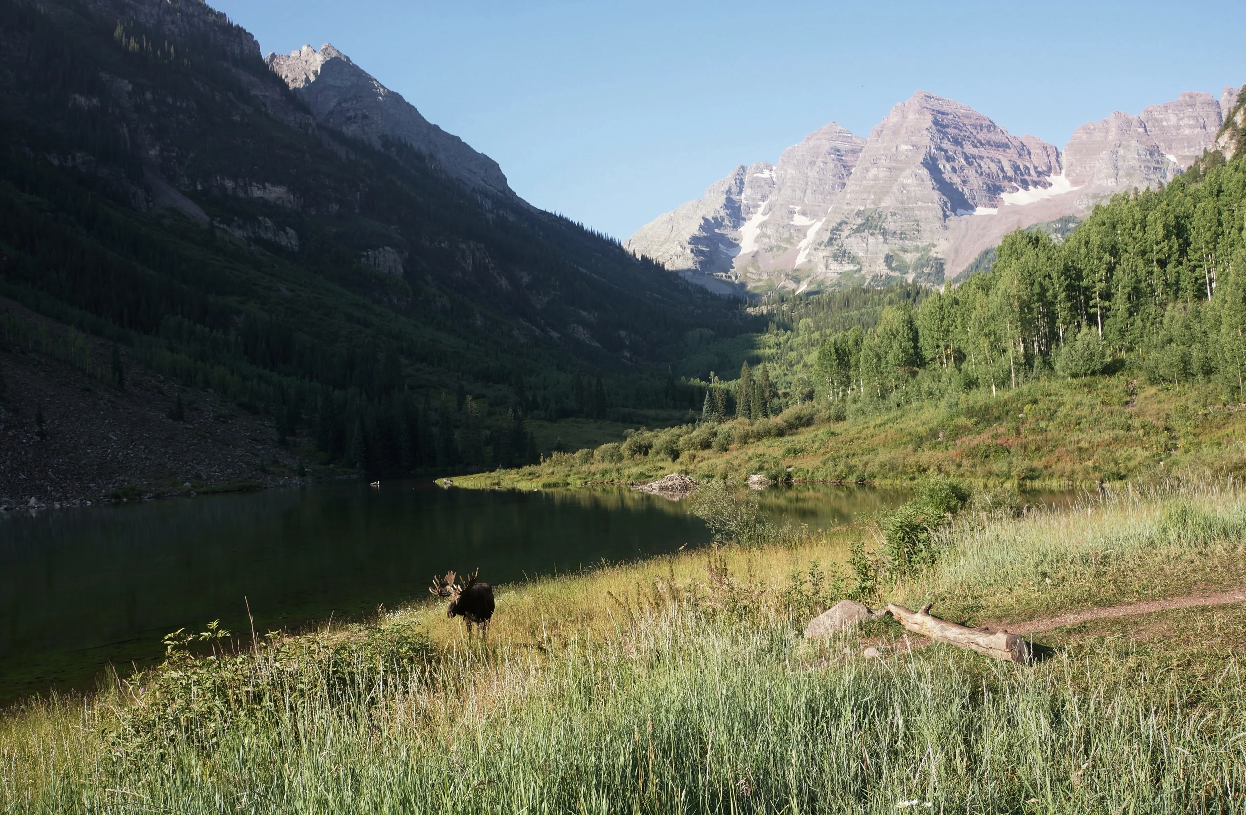 moose at maroon lake