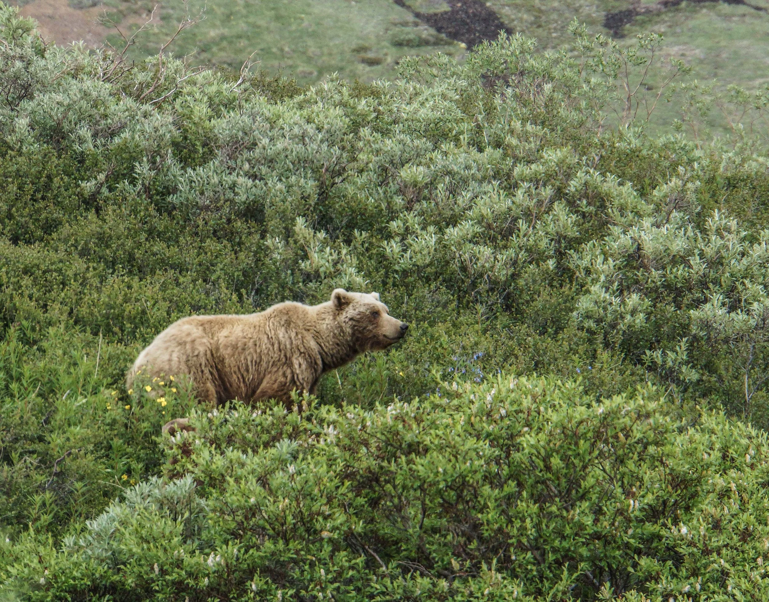 Griz in the brush