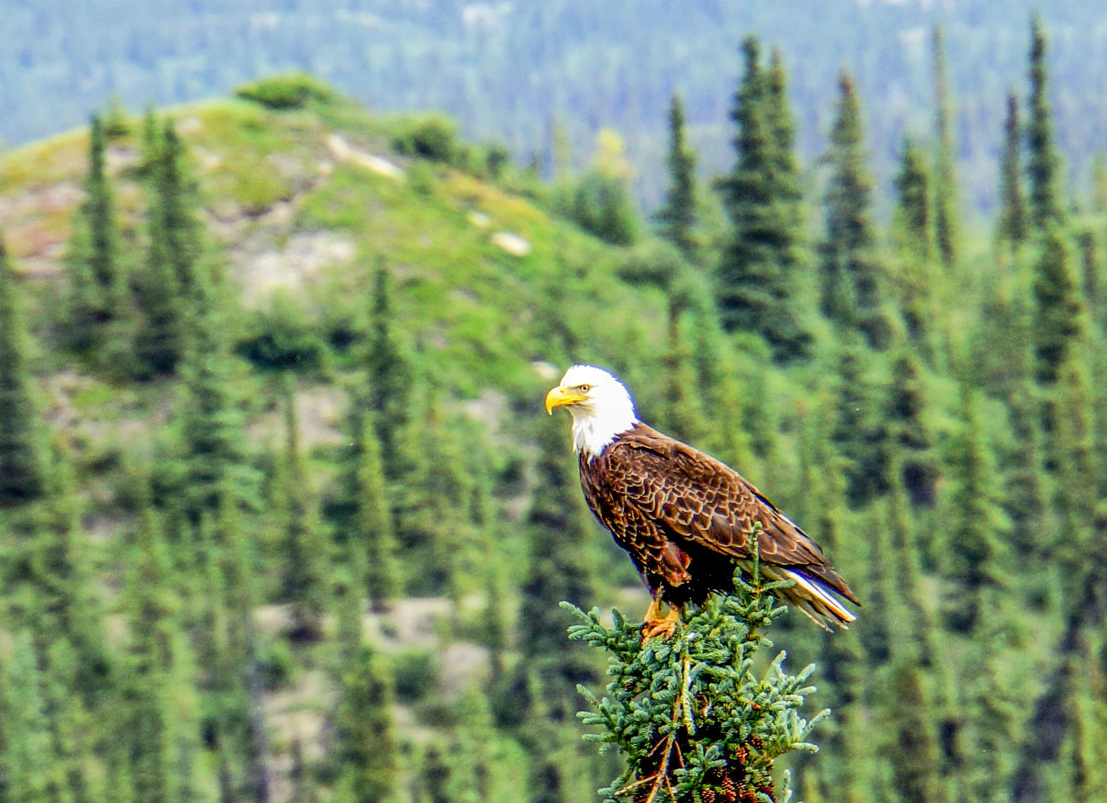Bald Eagle